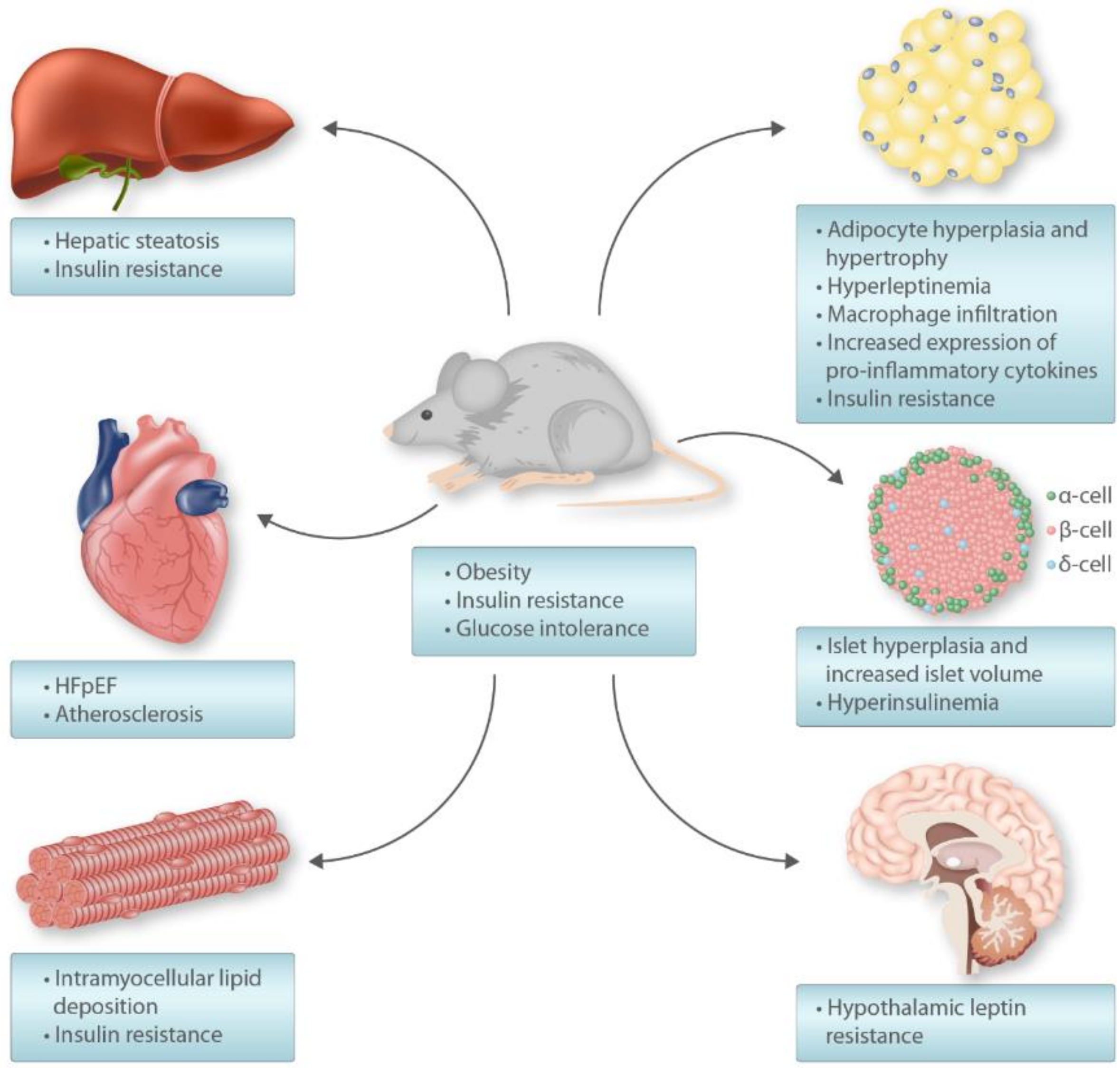 Long-term consumption of high-fat diet impairs motor coordination without  affecting the general motor activity