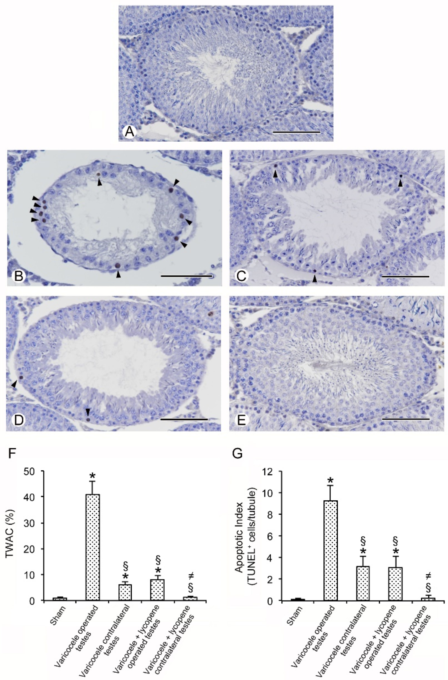 Nutrients 12 01536 g003