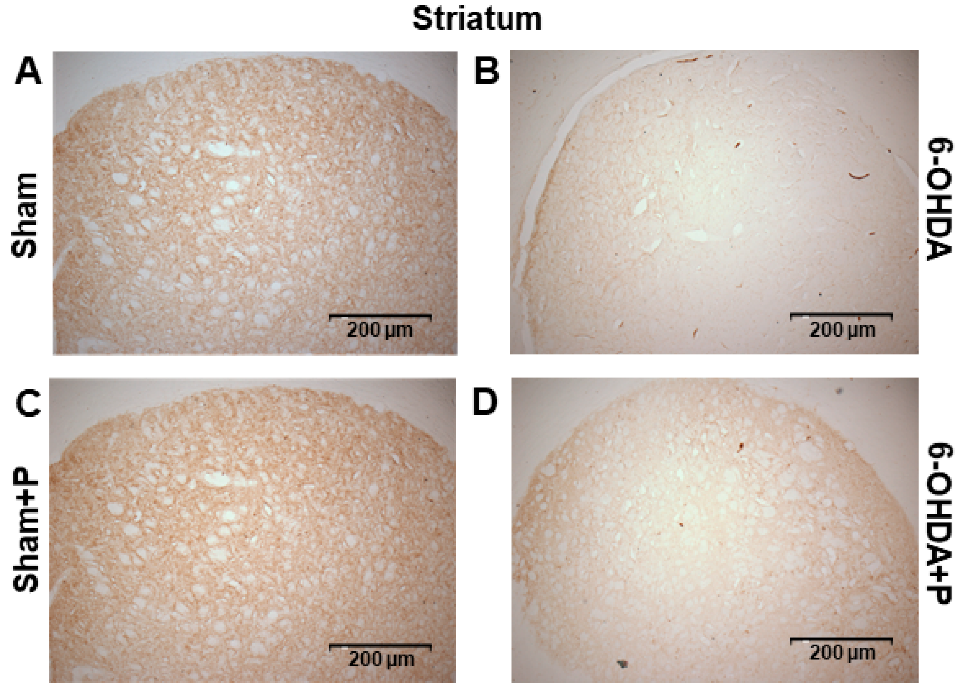 Nutrients 12 01551 g007