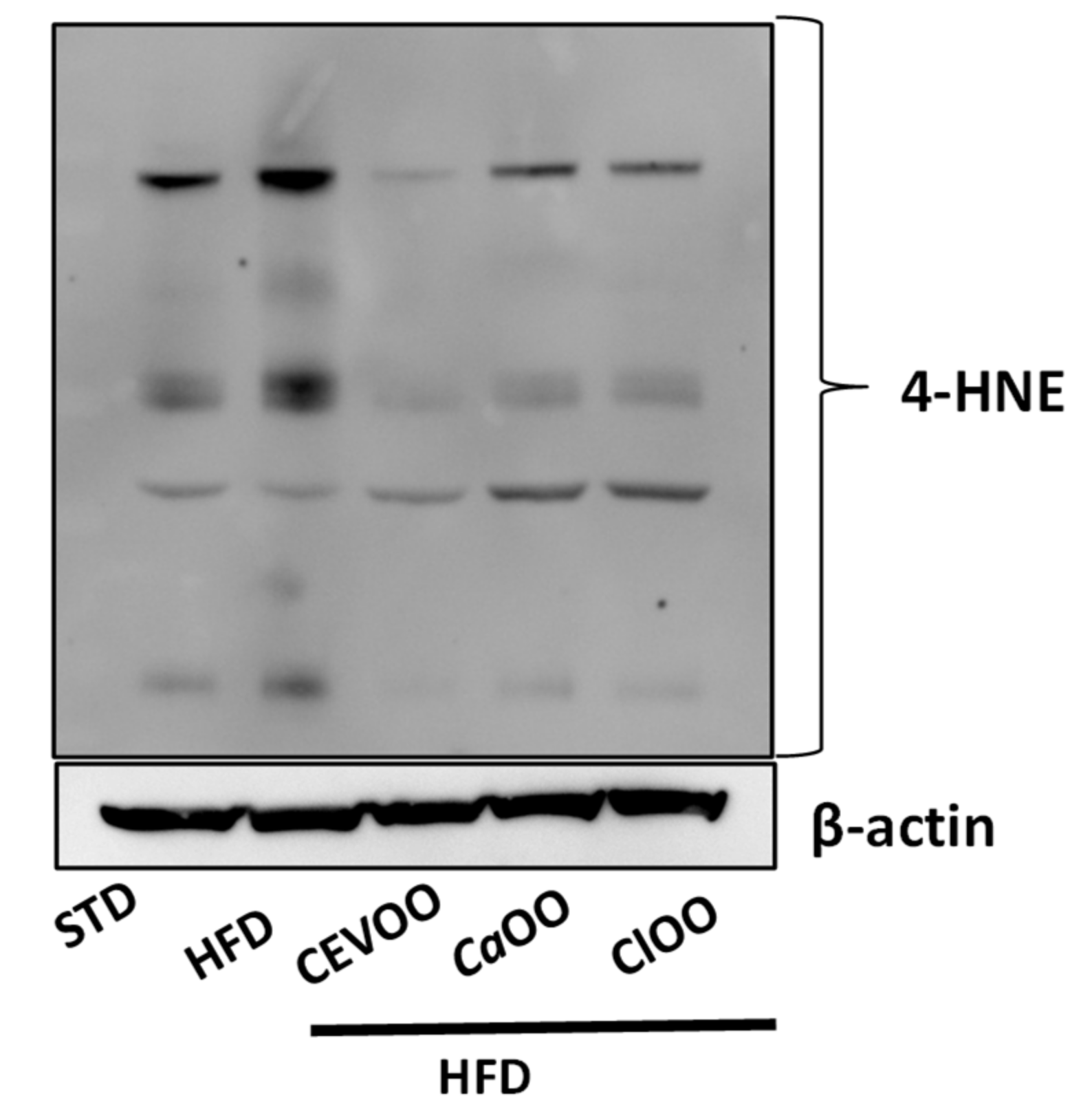Nutrients 12 01557 g010 Nutrients 12 01557 g010