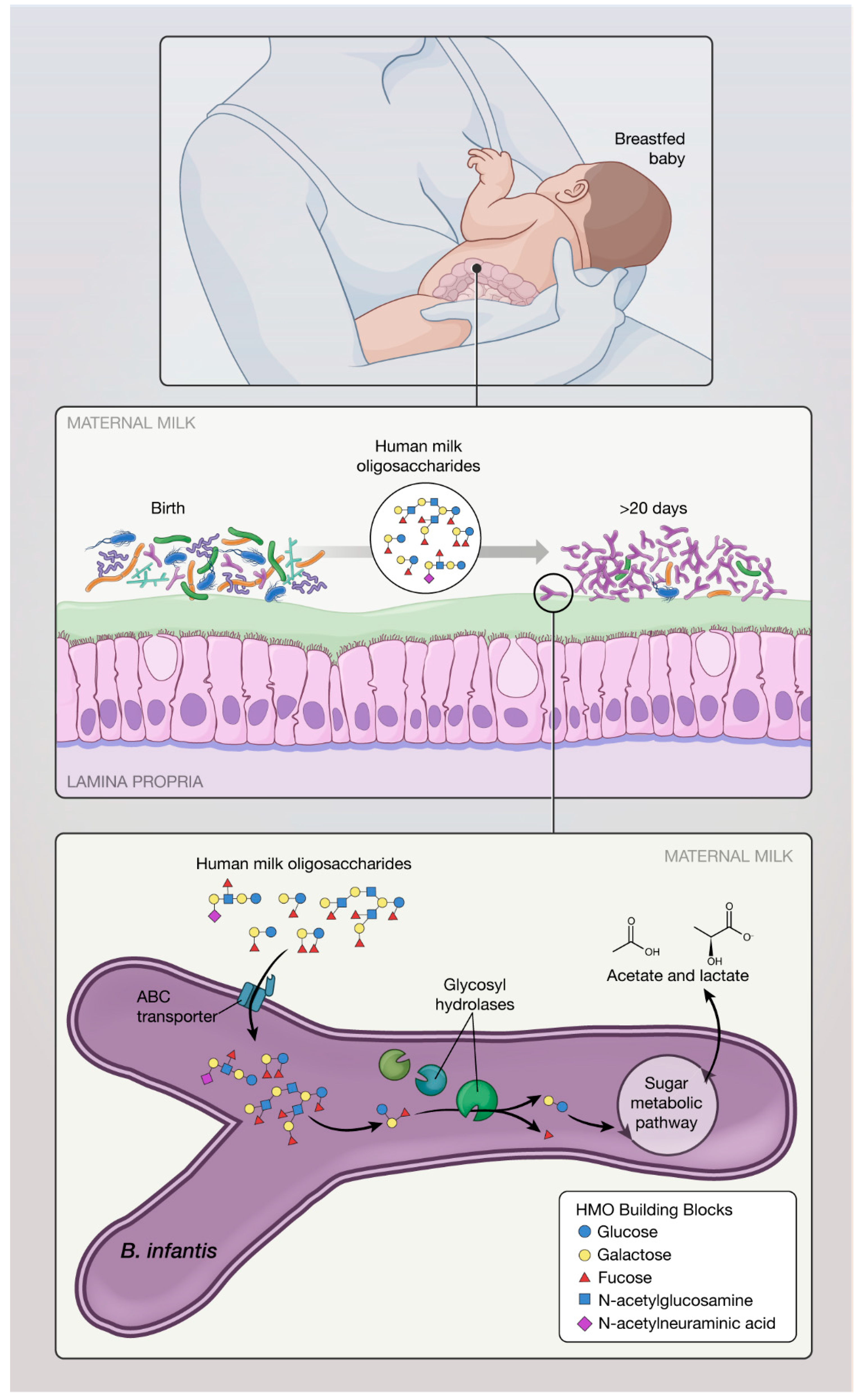 Ægte sweater flamme Nutrients | Free Full-Text | Bifidobacterium longum Subspecies infantis (B.  infantis) in Pediatric Nutrition: Current State of Knowledge | HTML