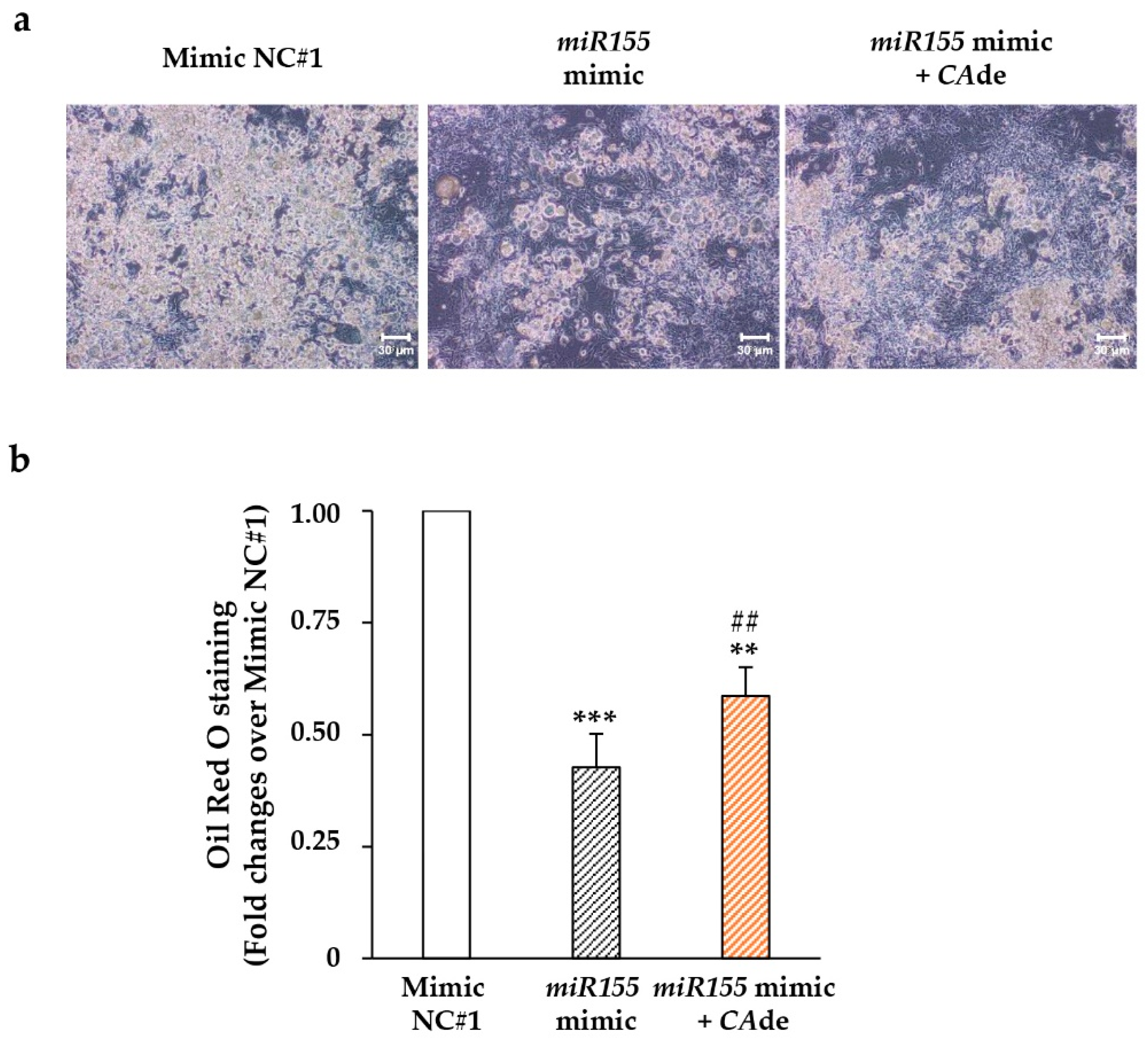 Nutrients 12 01587 g003