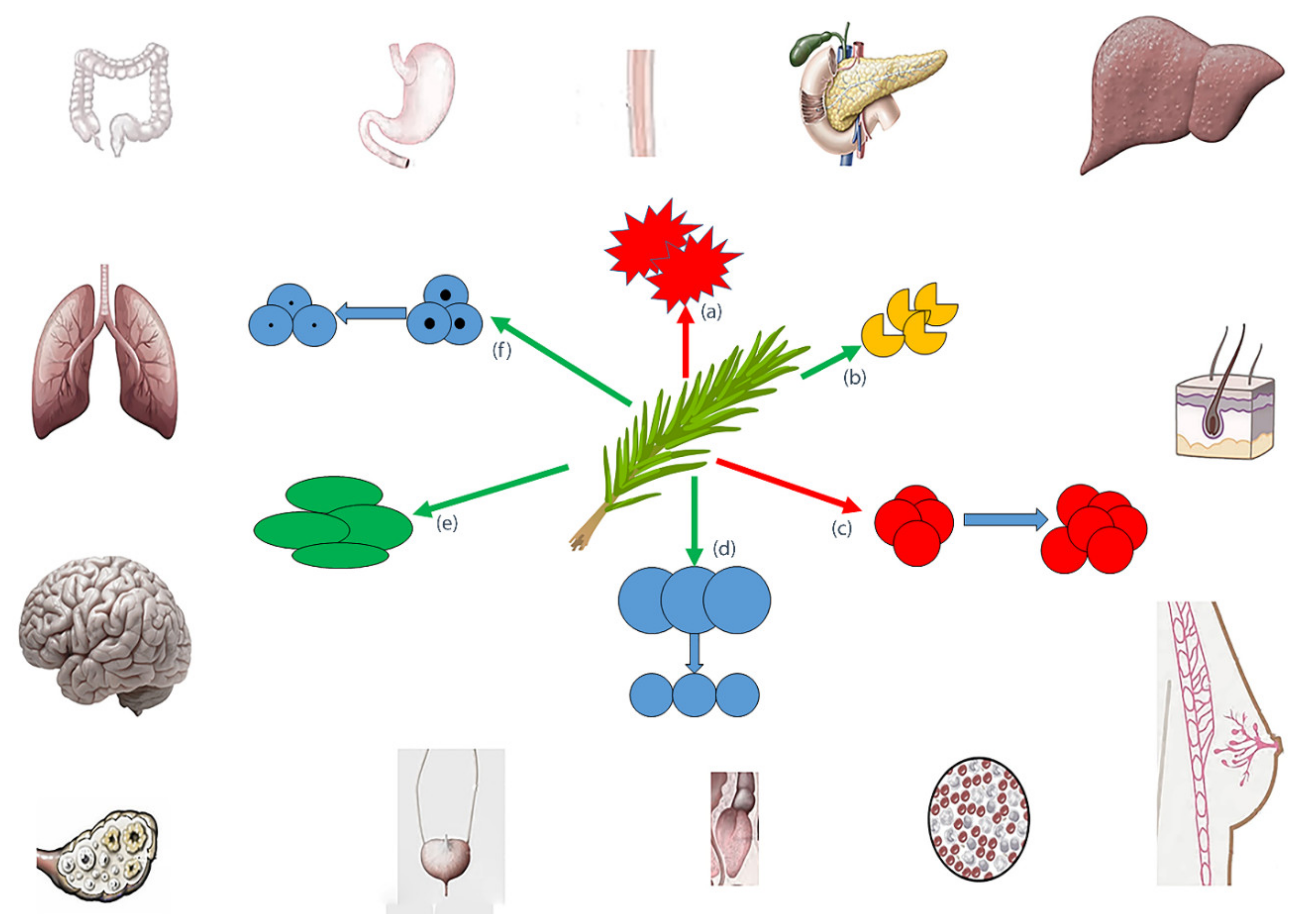 Nutrients Free Full Text Anticancer Activity Of Rosmarinus Officinalis L Mechanisms Of Action And Therapeutic Potentials Html