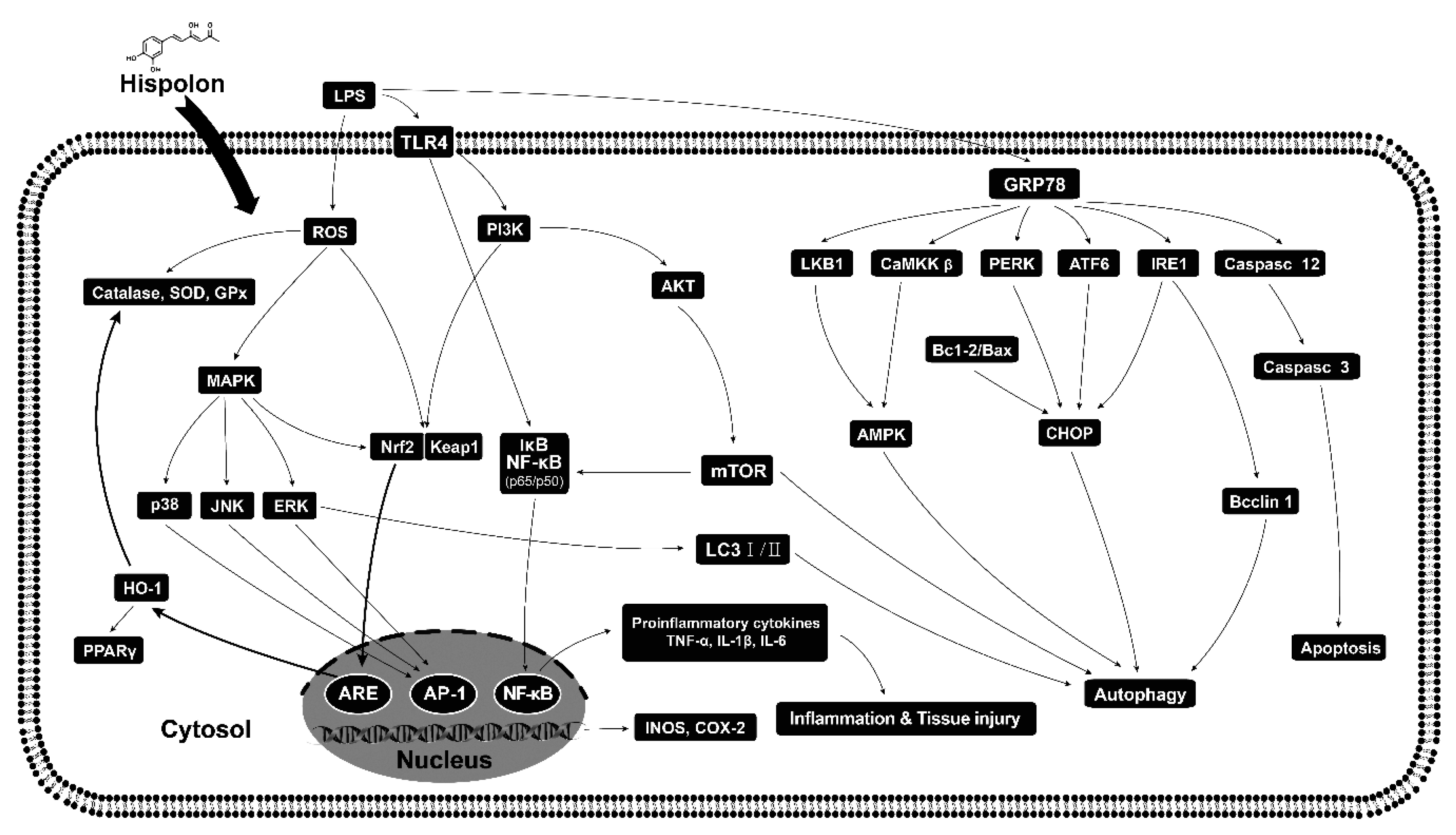 Nutrients 12 01742 g009