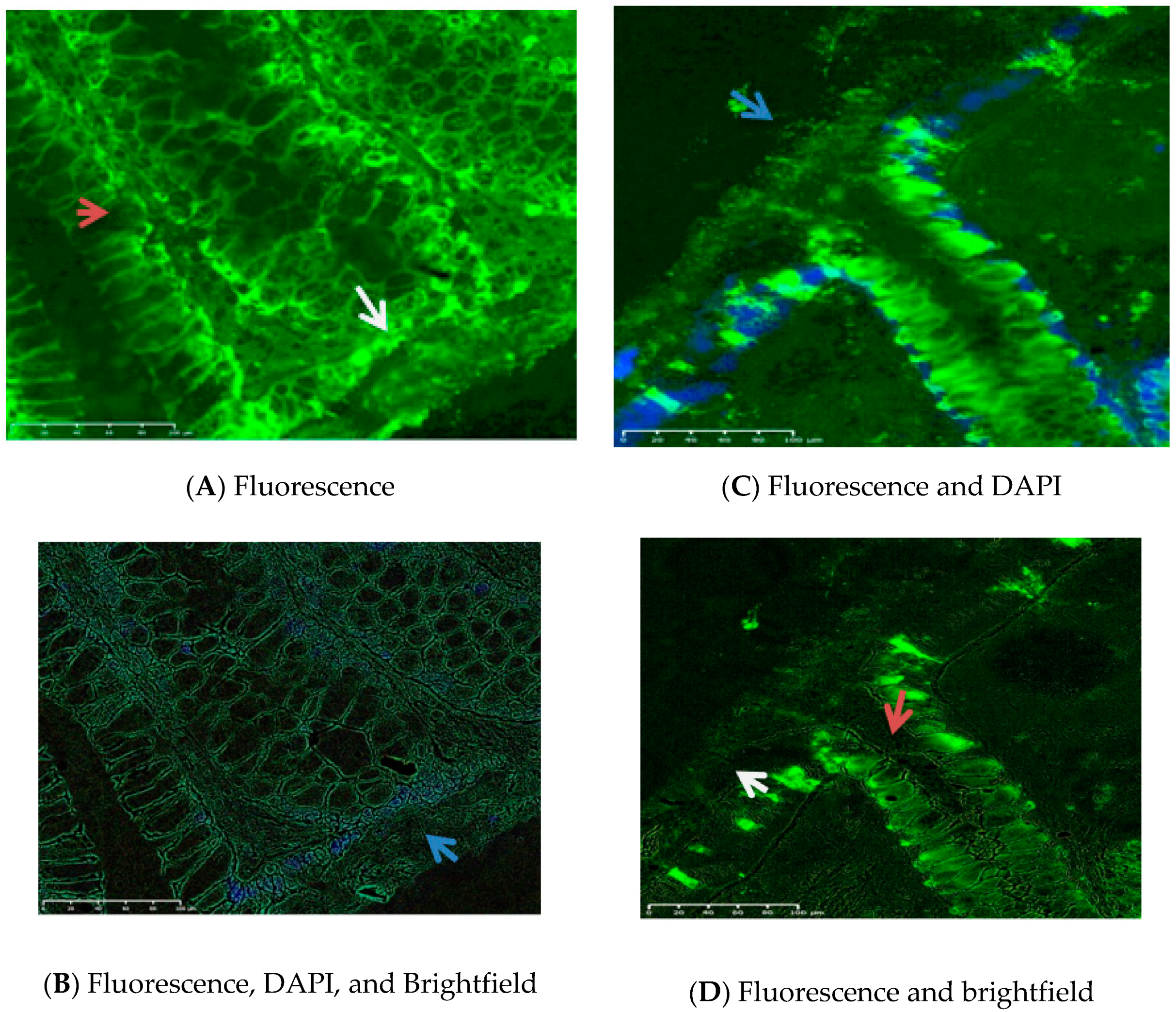 Nutrients 12 01765 g002