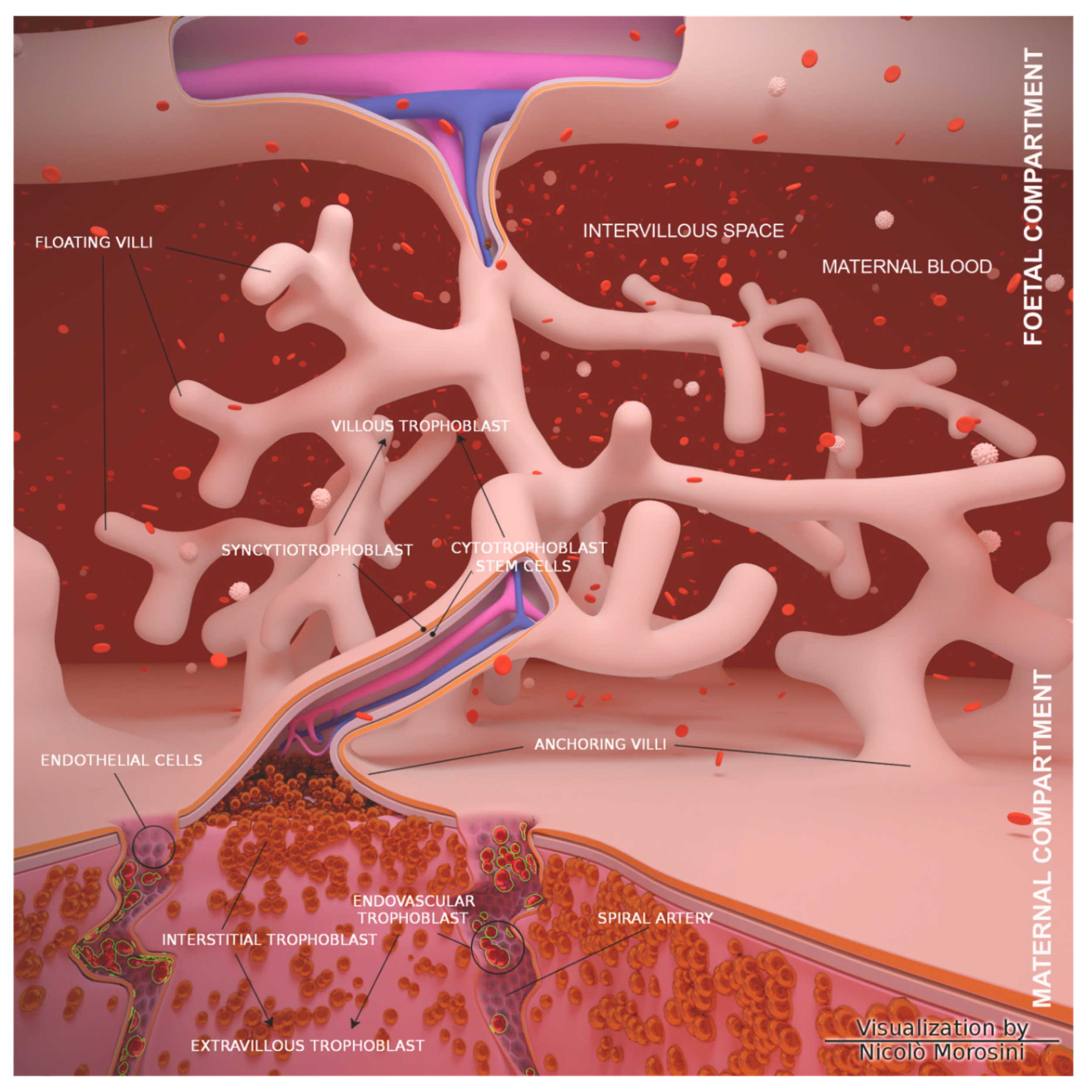 Nutrients 12 01822 g001 Nutrients 12 01822 g001