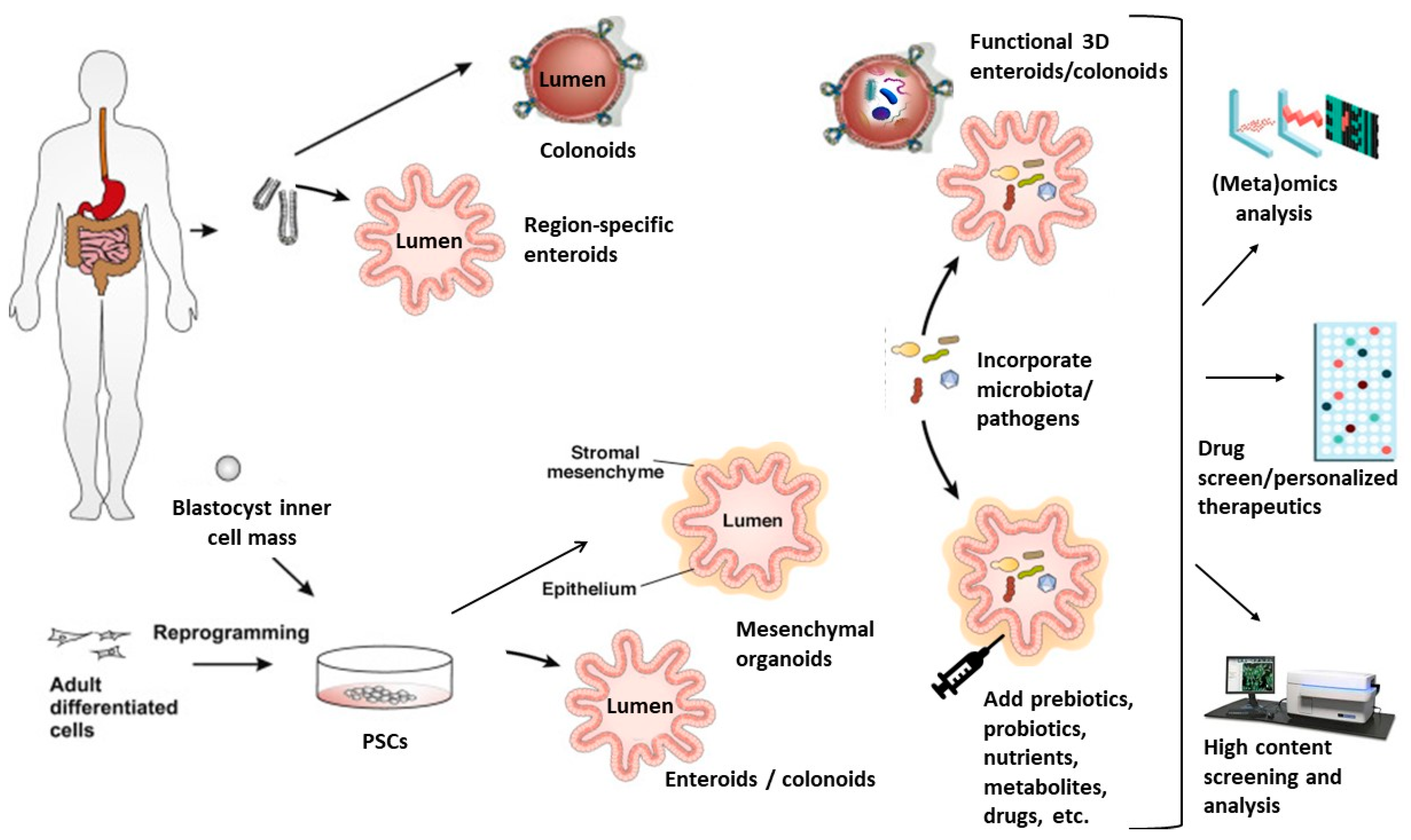 Nutrients 12 01827 g001