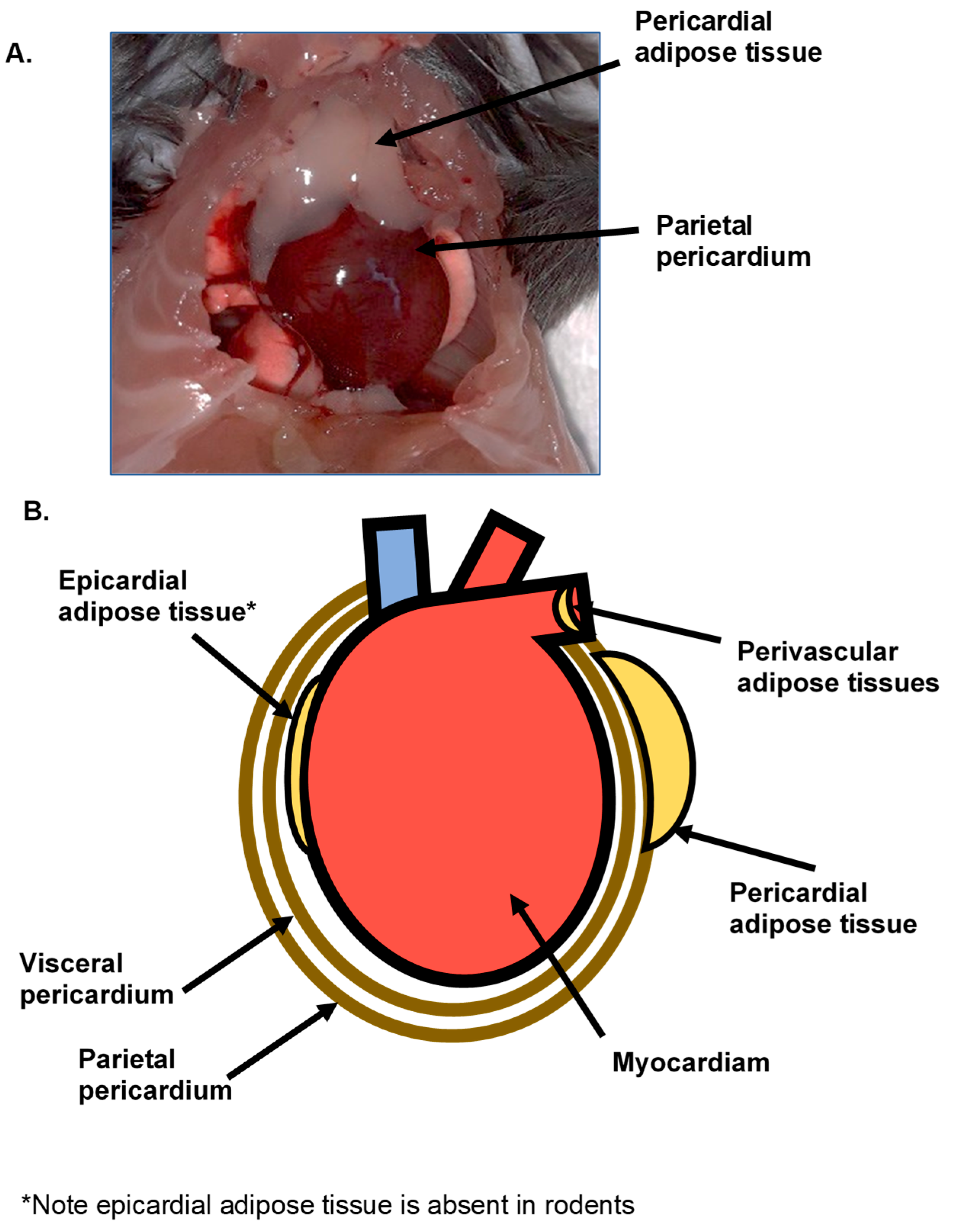 Nutrients 12 01855 g001 Nutrients 12 01855 g001