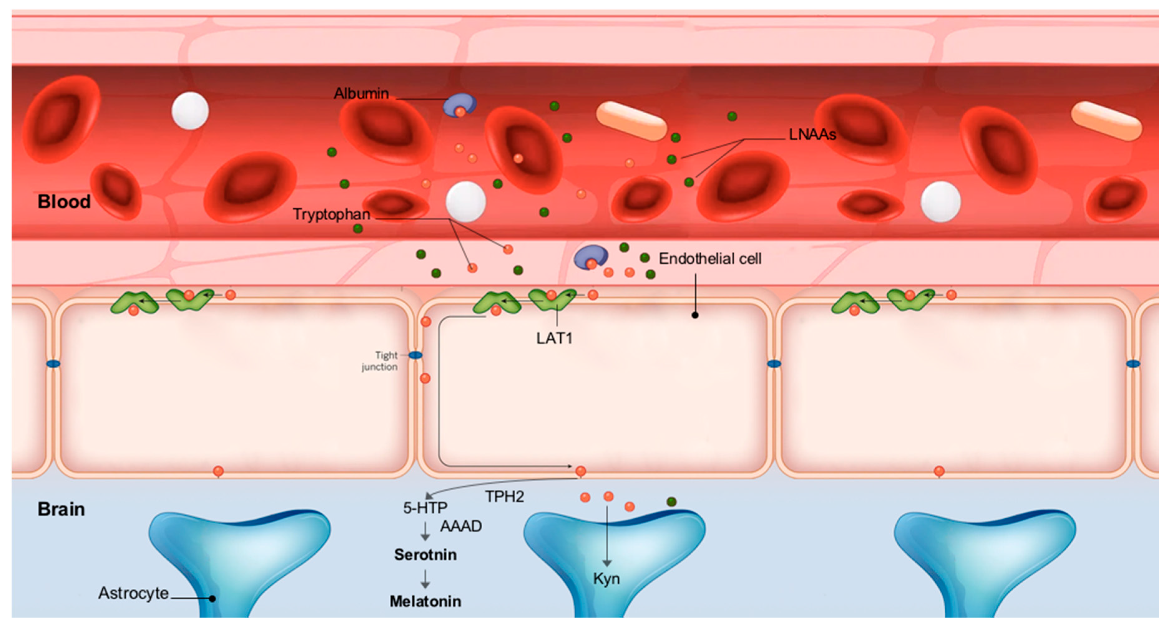 Nutrients 12 01885 g004 Nutrients 12 01885 g004