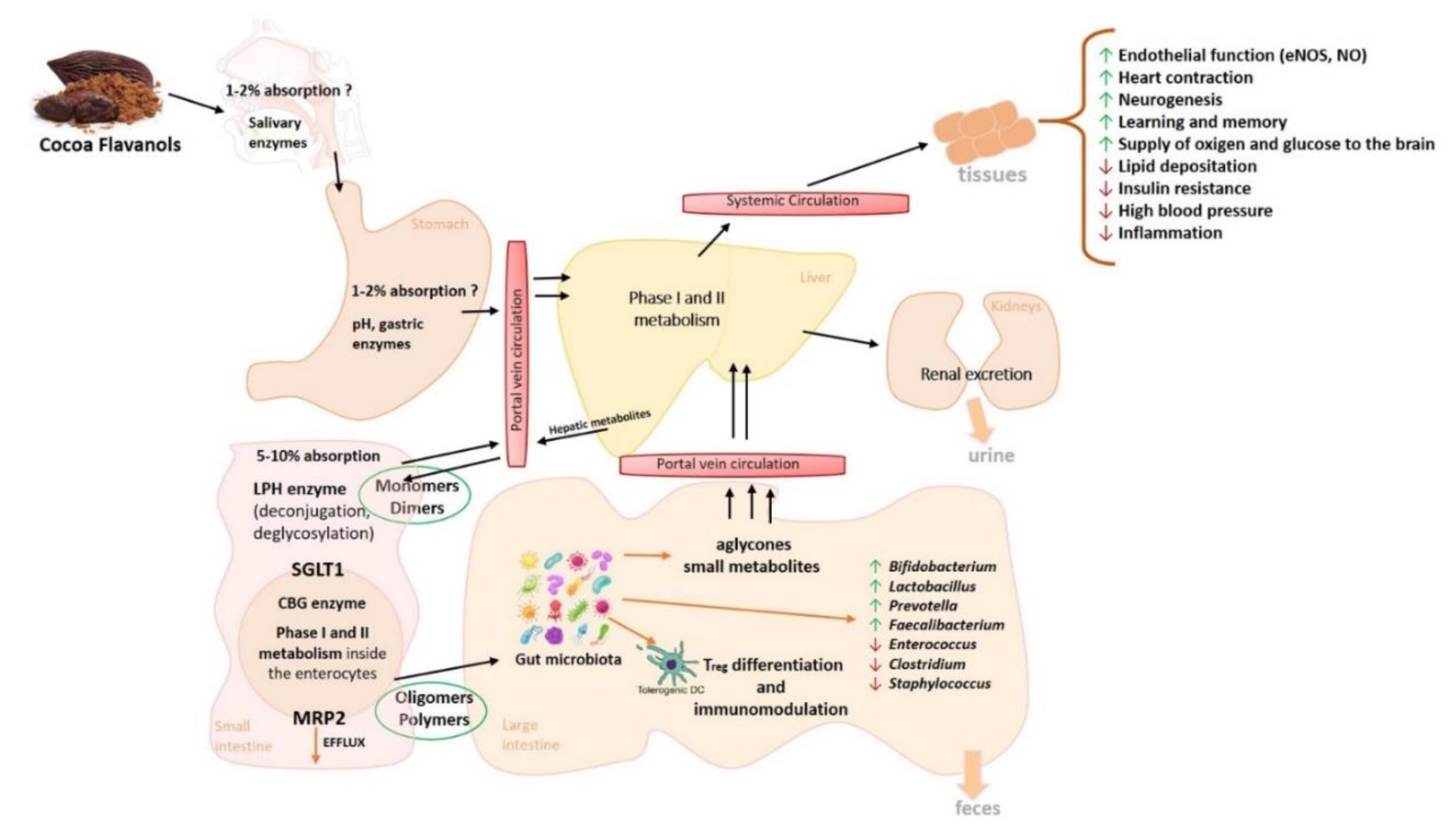Nutrients 12 01908 g002