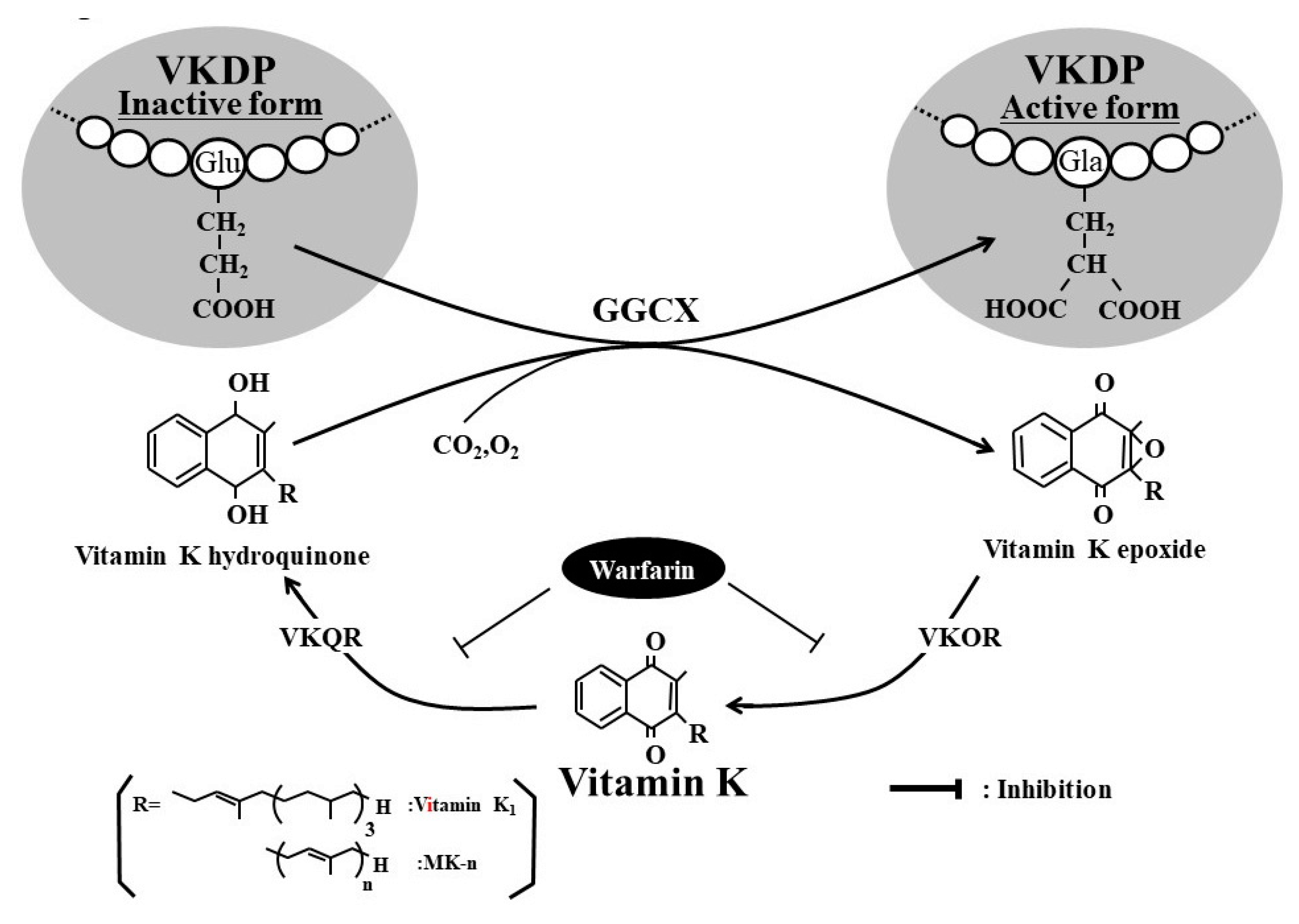 Nutrients Free FullText Vitamin K Nutrition and Bone Health