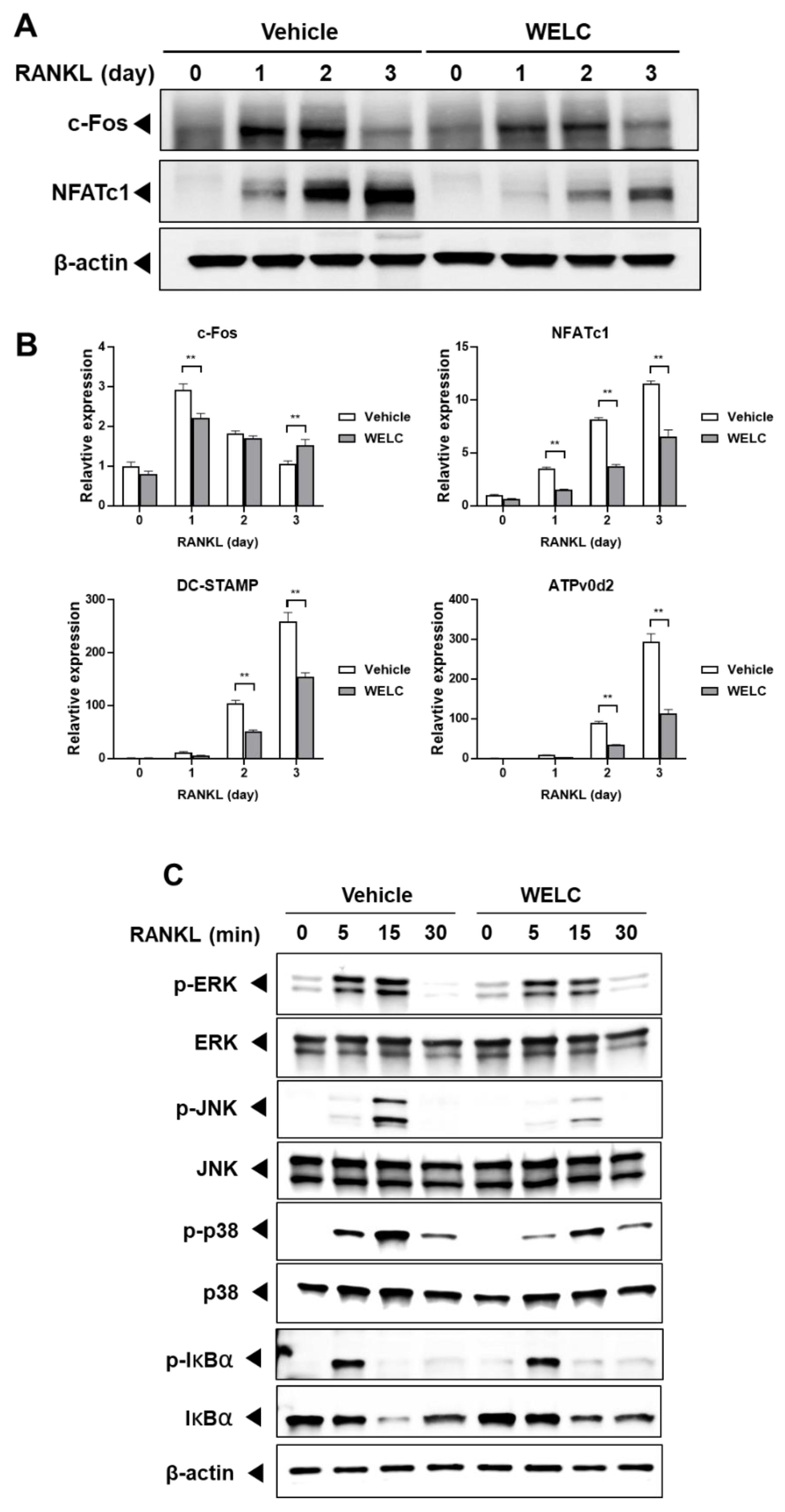 Nutrients 12 01927 g002
