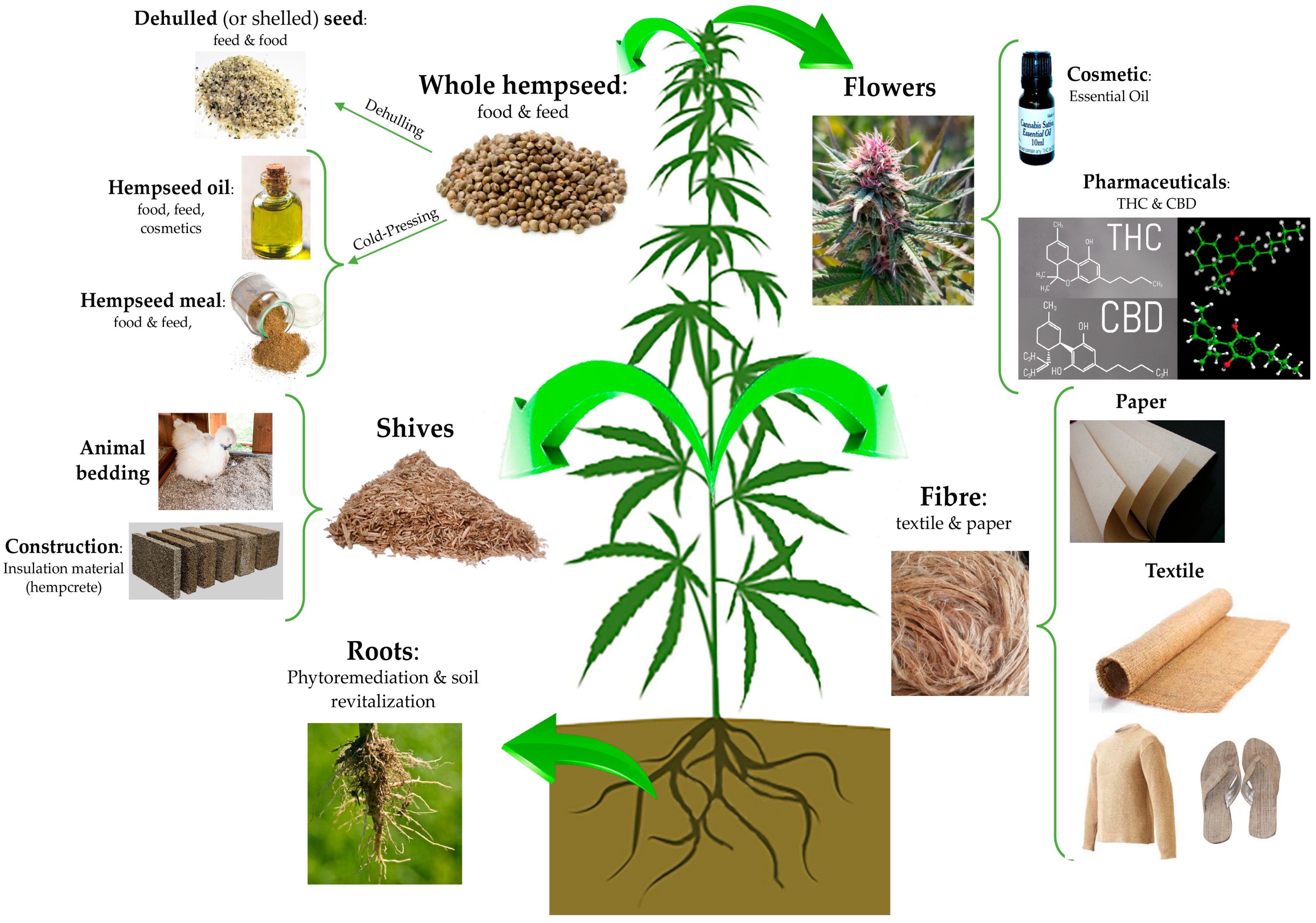 Glandular trichome development, morphology, and maturation are influenced  by plant age and genotype in high THC-containing cannabis (Cannabis sativa  L.) inflorescences, Journal of Cannabis Research