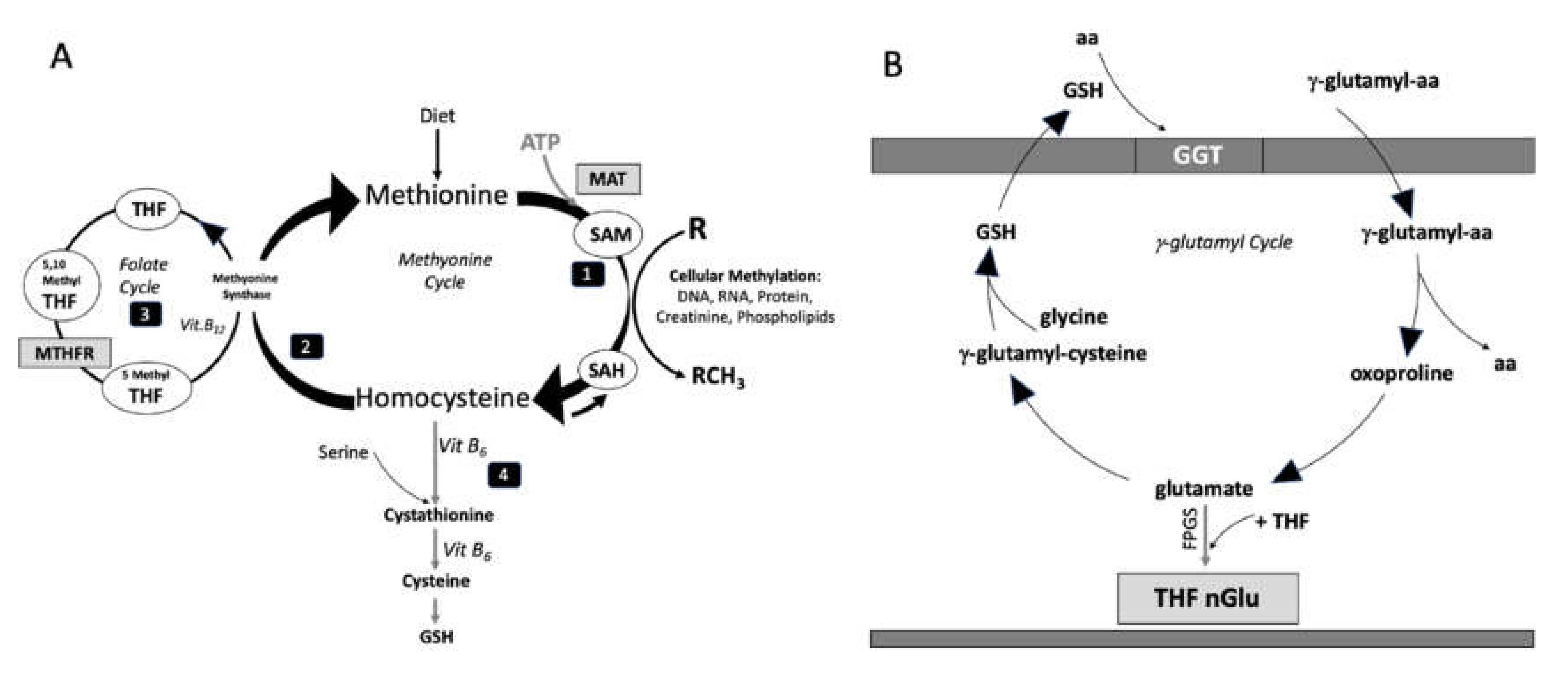 Nutrients 12 01957 g001 Nutrients 12 01957 g001