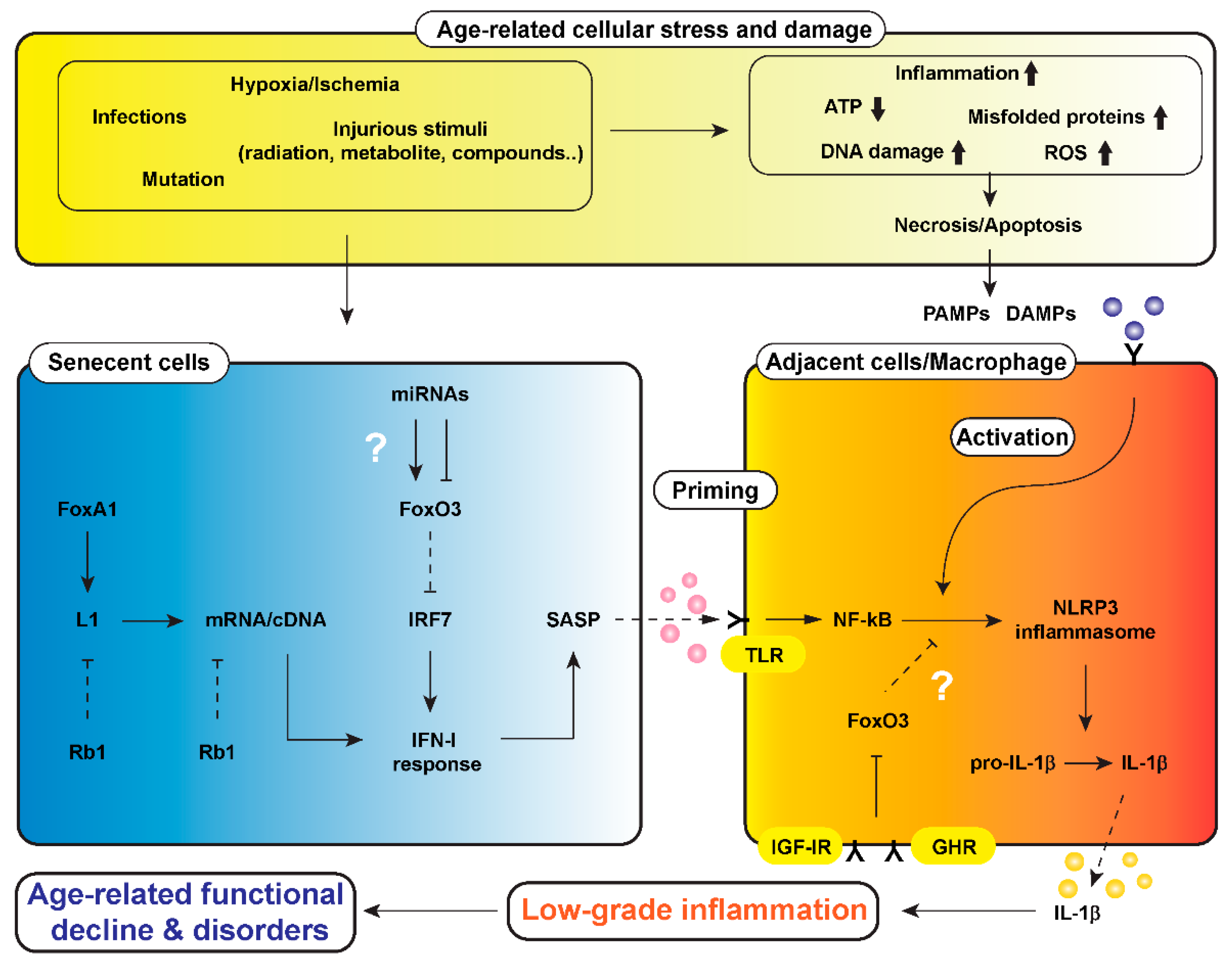 Nutrients 12 01959 g001