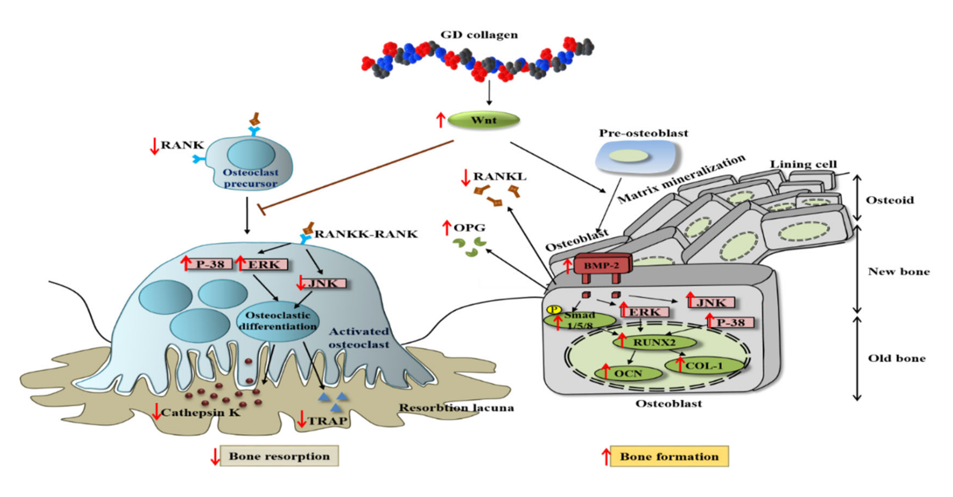 Nutrients 12 01967 g008 Nutrients 12 01967 g008