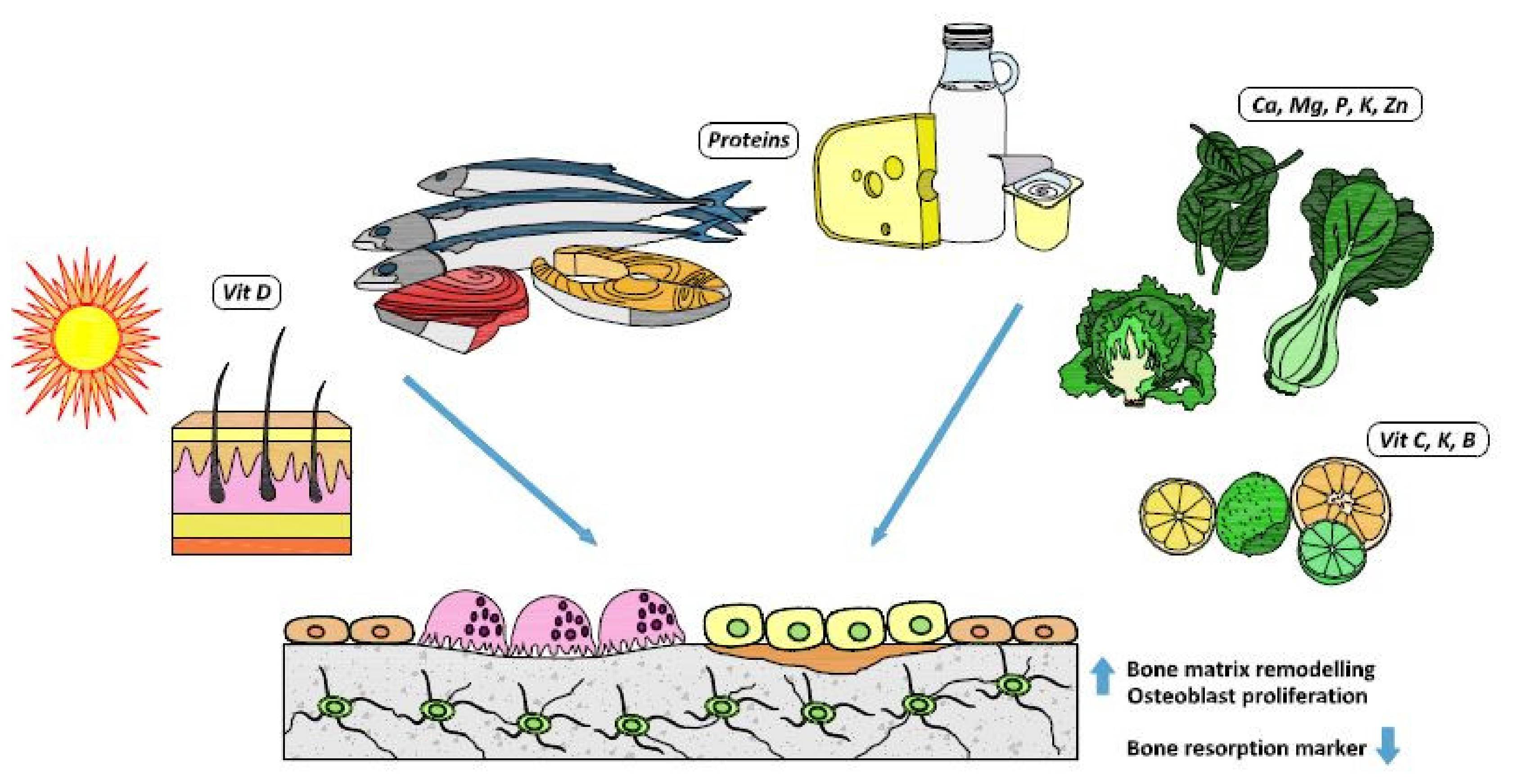 Nutrients 12 01986 g001 Nutrients 12 01986 g001