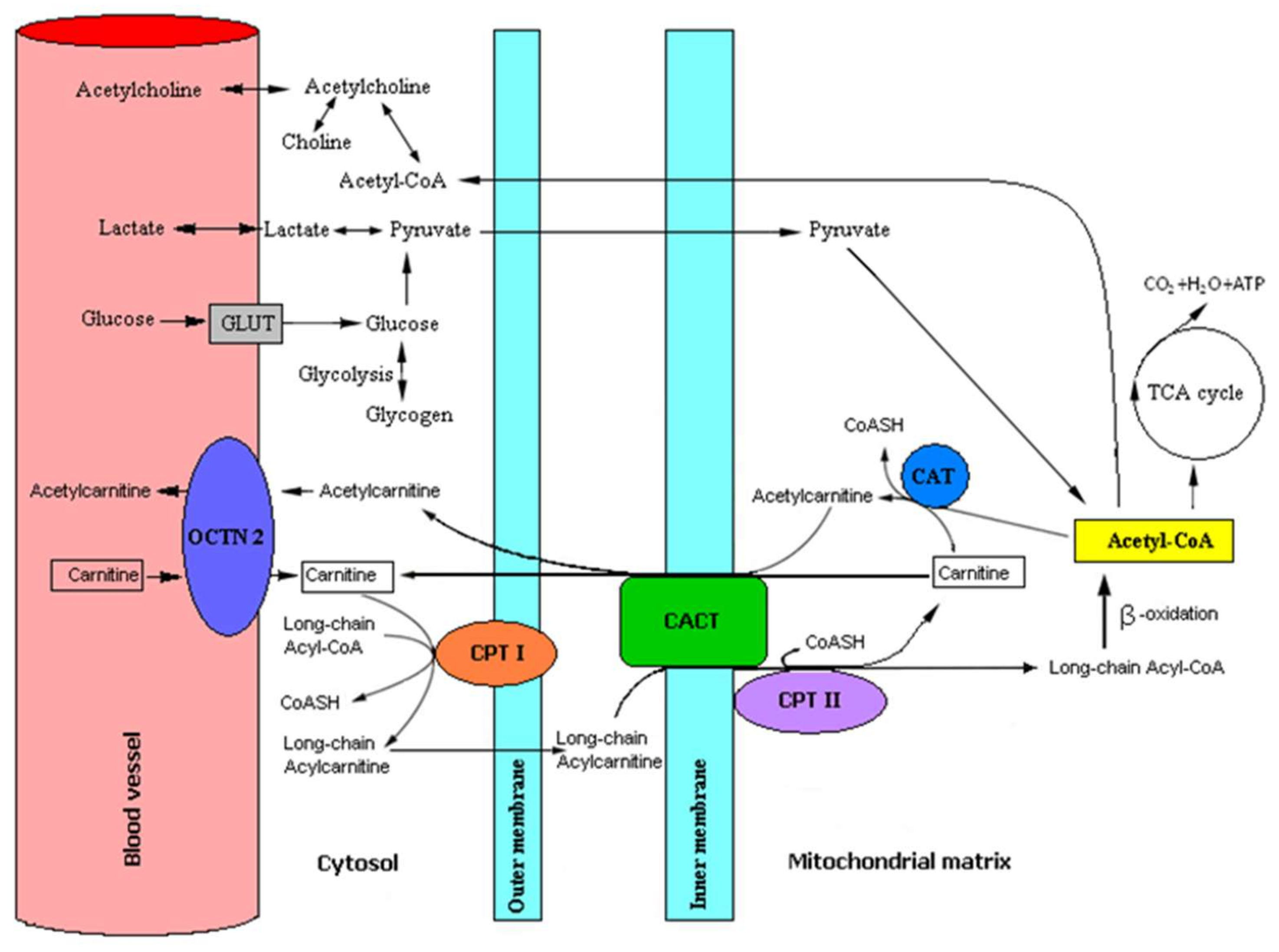 L-carnitine and cognitive function