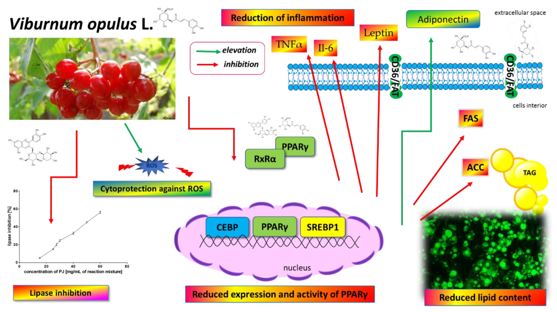 Nutrients 12 02003 g014
