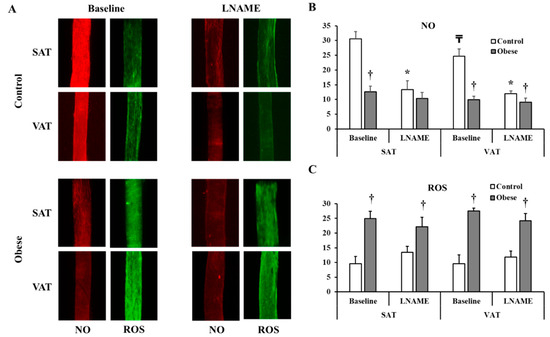 Nutrients Free Full Text Hyperhomocysteinemia And Low Folate And Vitamin B12 Are Associated With Vascular Dysfunction And Impaired Nitric Oxide Sensitivity In Morbidly Obese Patients Html