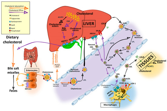 Nutrients 12 02021 g001 550