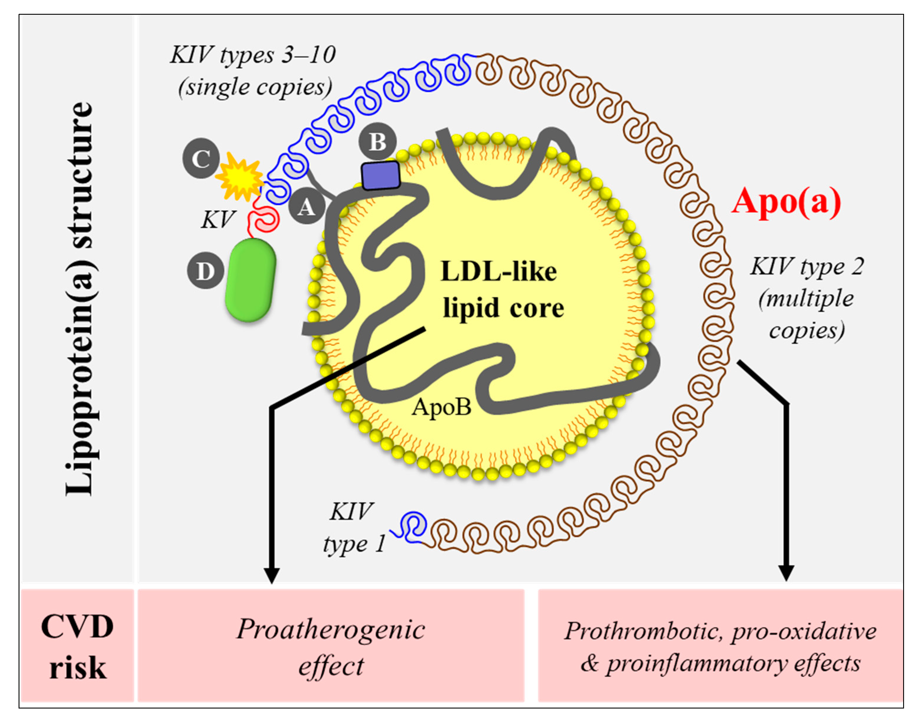 Lipoprotein(a): A Genetically Determined, Causal, and Prevalent