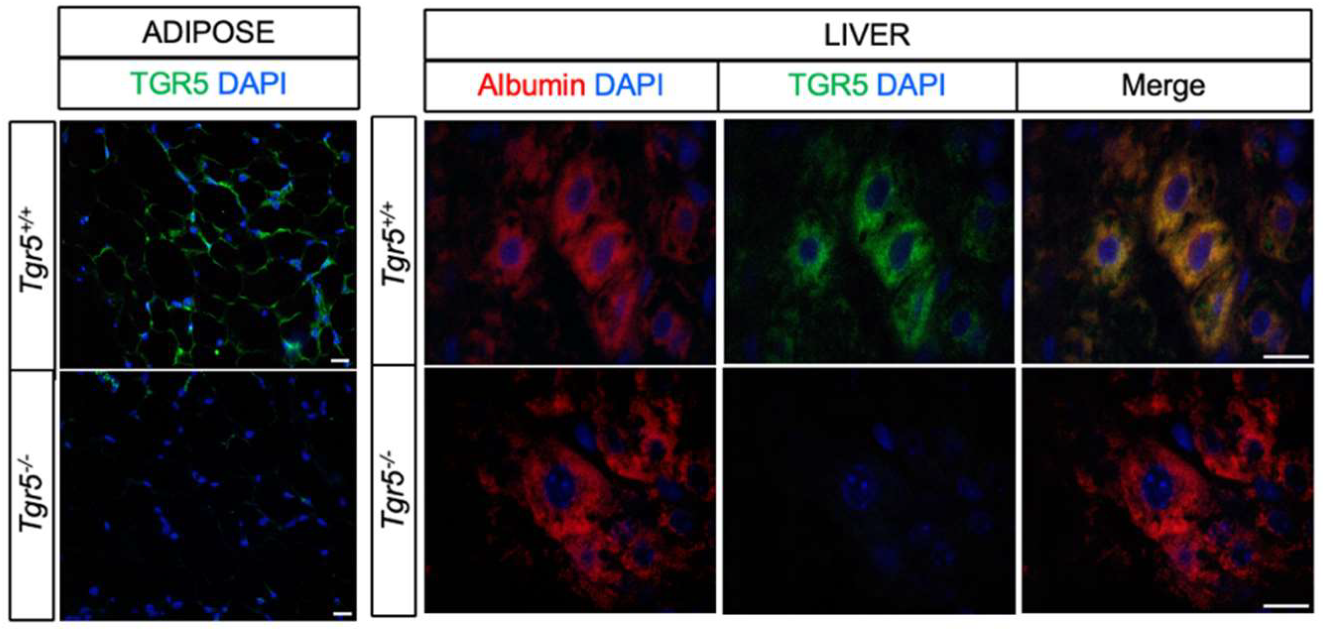 Nutrients 12 02124 g001
