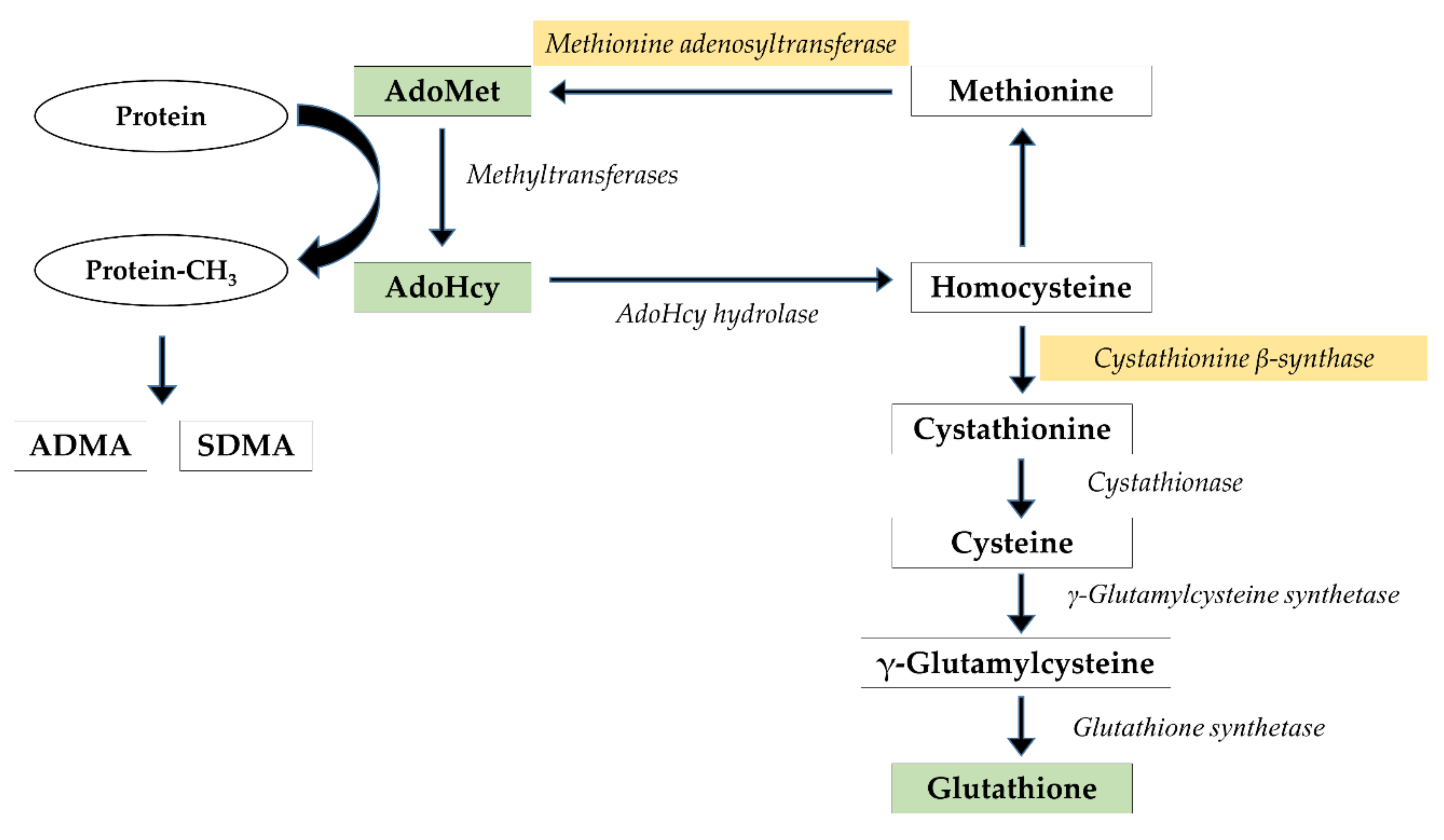 Nutrients 12 02135 g001 550
