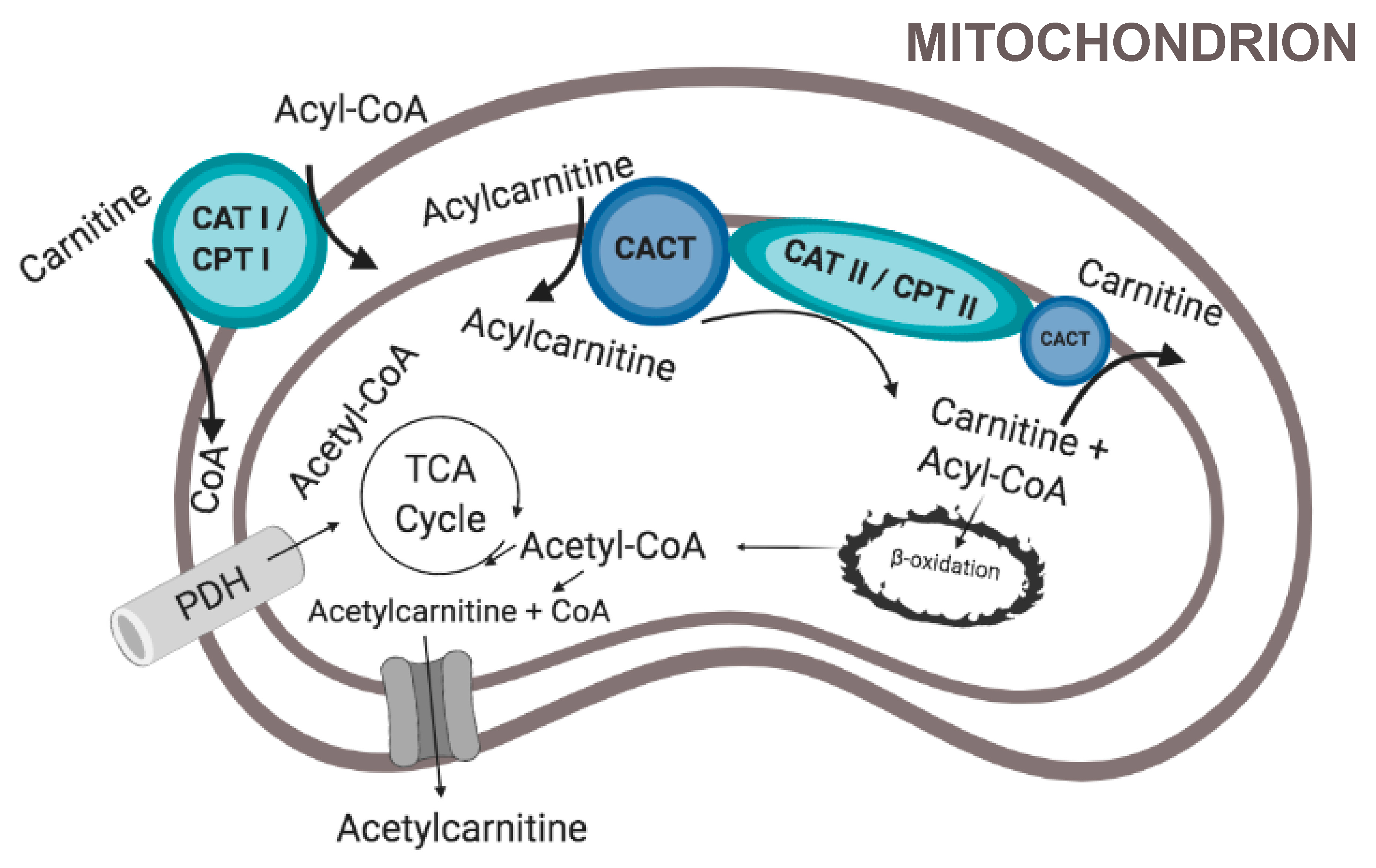Nutrients 12 02178 g002