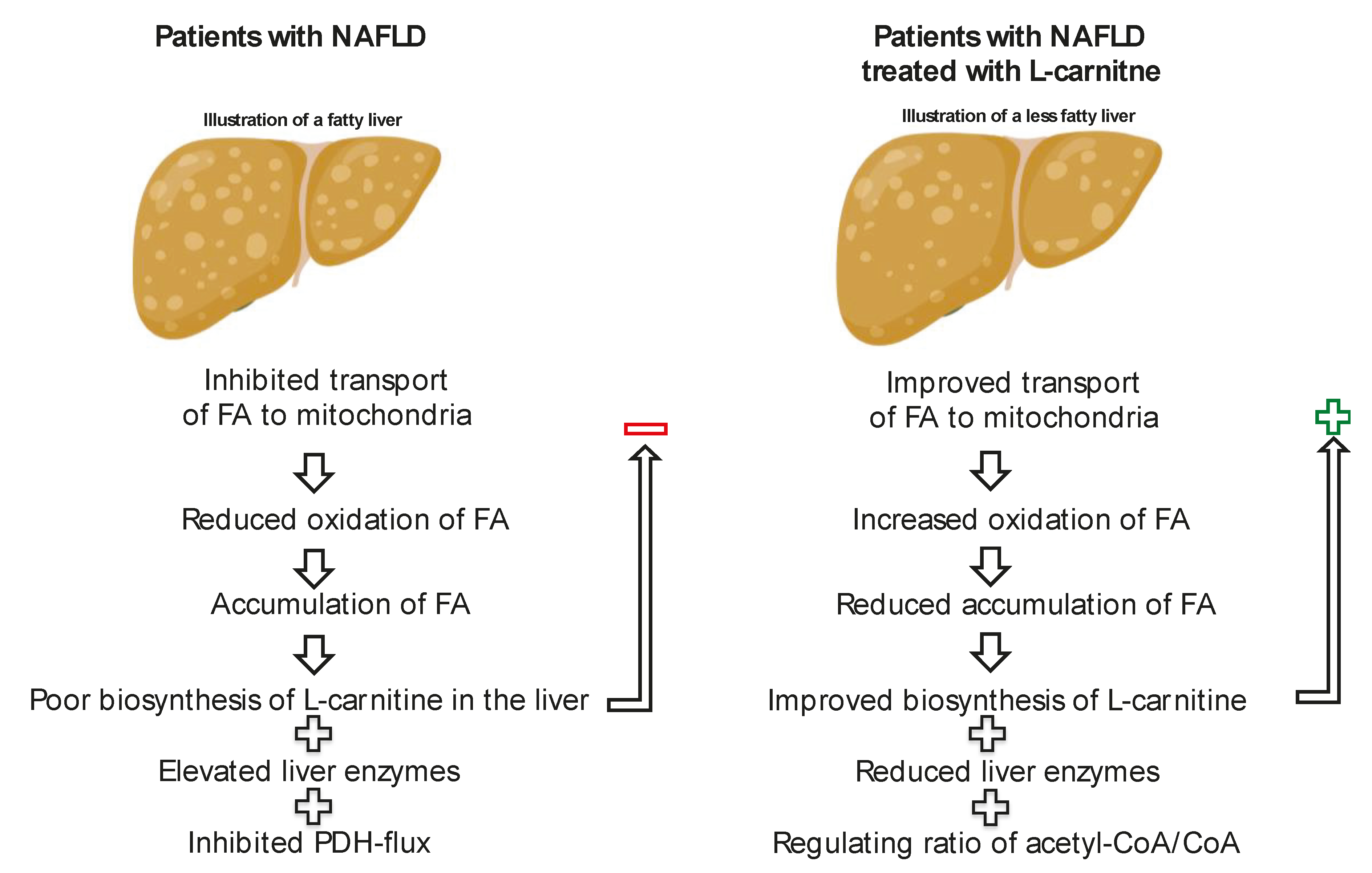 Nutrients Free FullText The Importance of the Fatty Acid