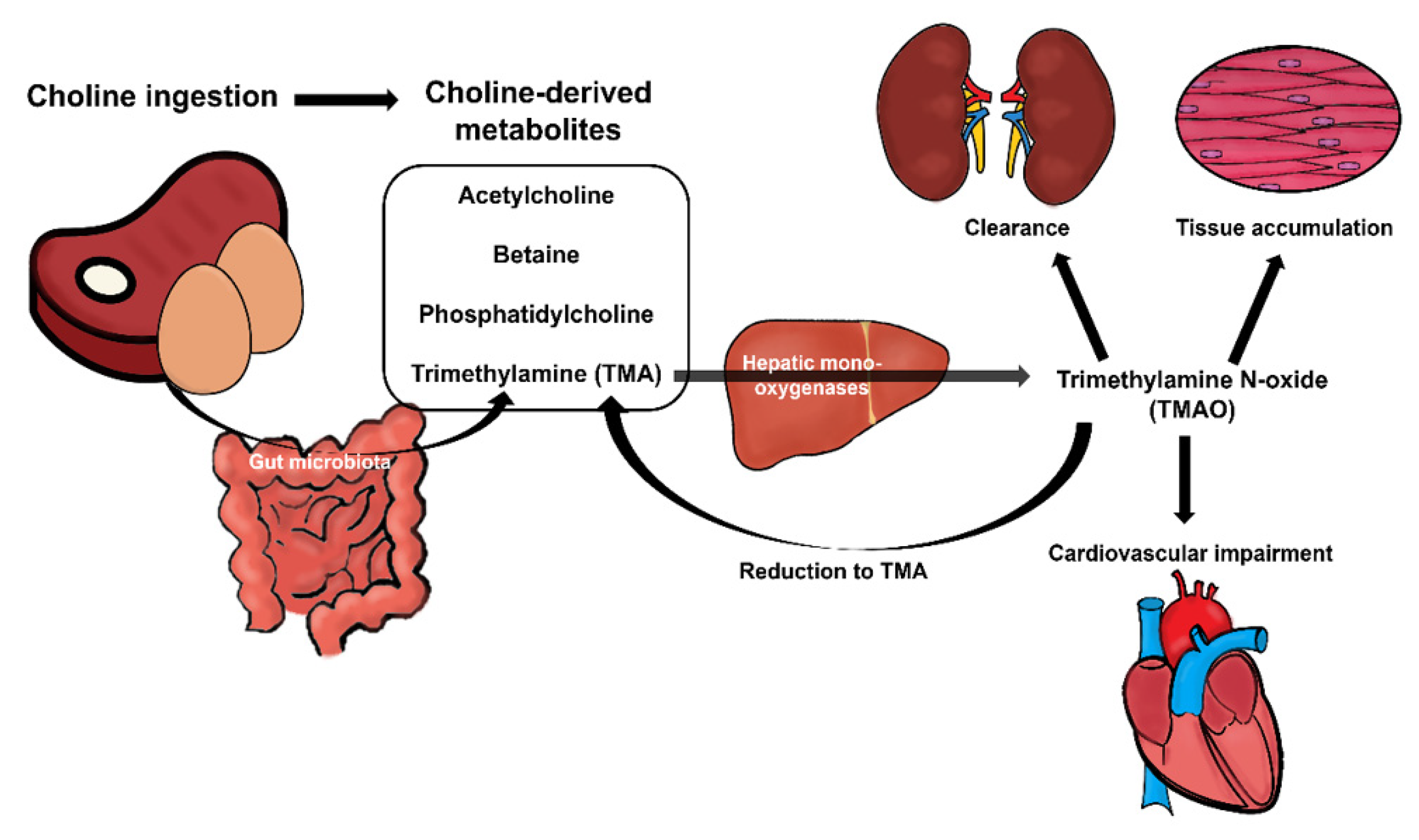 Nutrients Free FullText The Relationship between Choline Bioavailability from Diet