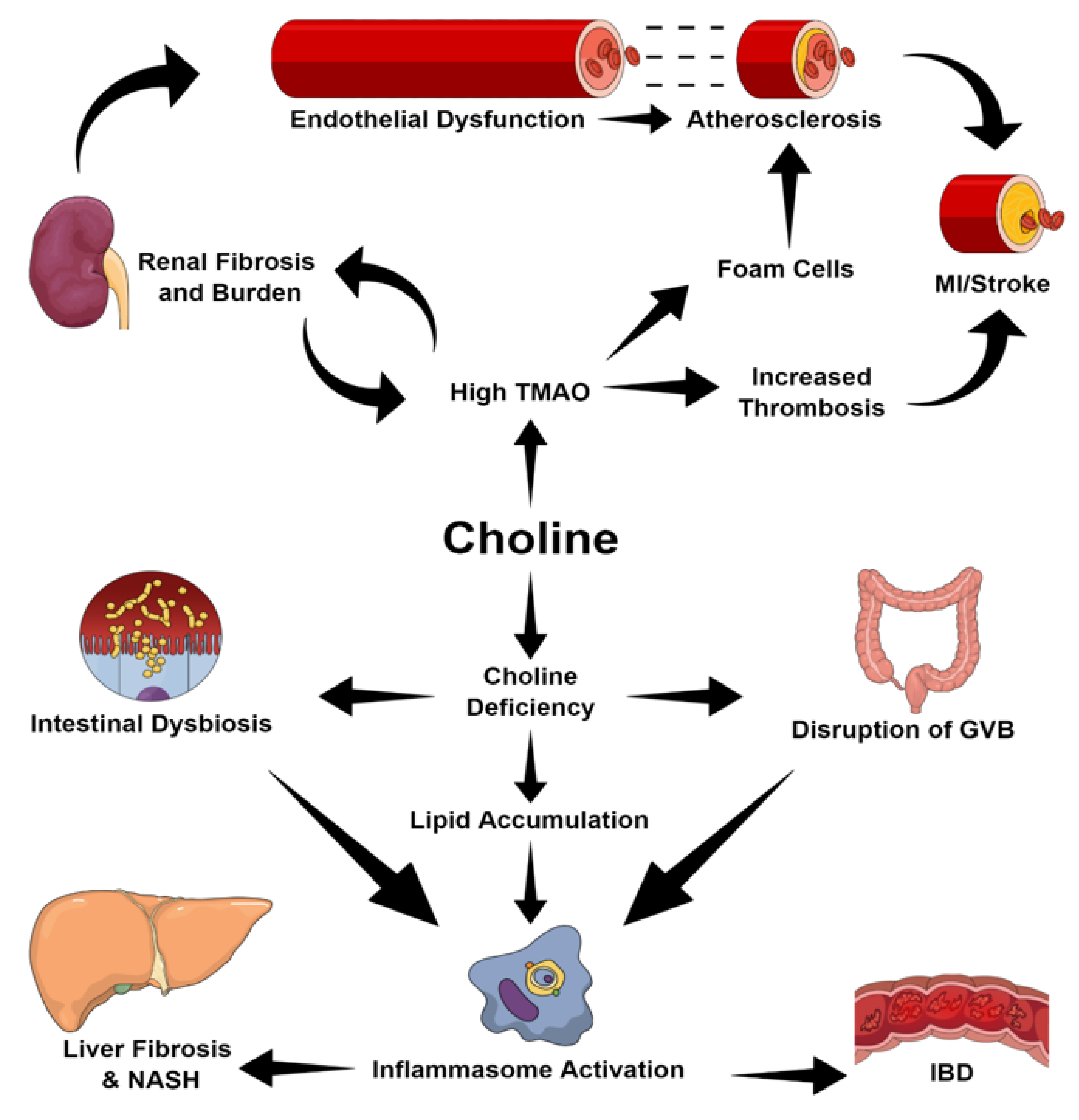 Nutrients Free FullText The Relationship between Choline