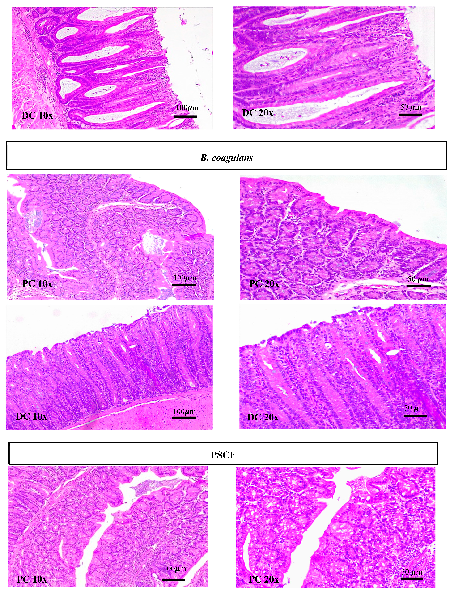 Nutrients 12 02380 g003b Nutrients 12 02380 g003b