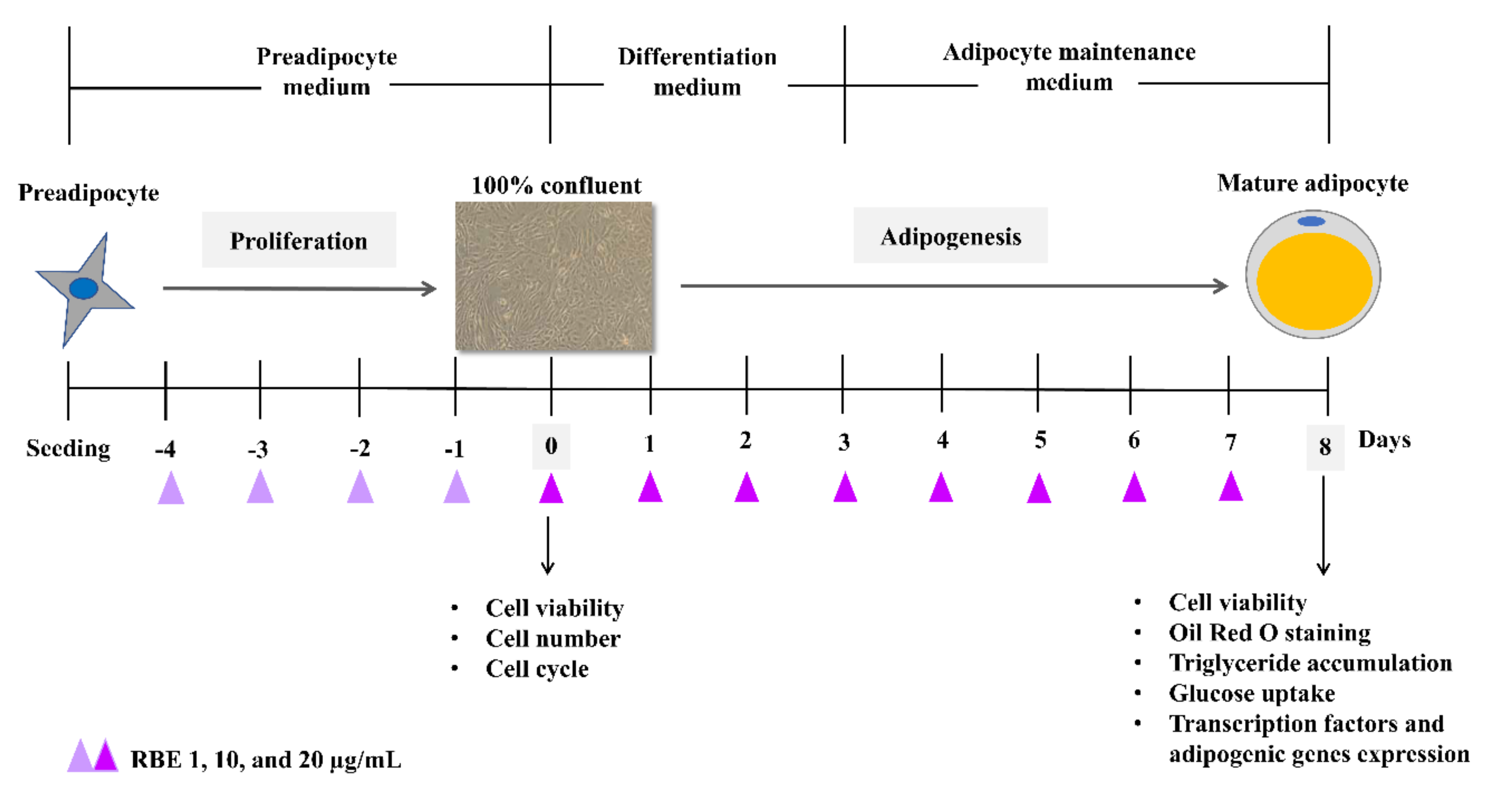 Nutrients 12 02480 g001 Nutrients 12 02480 g001