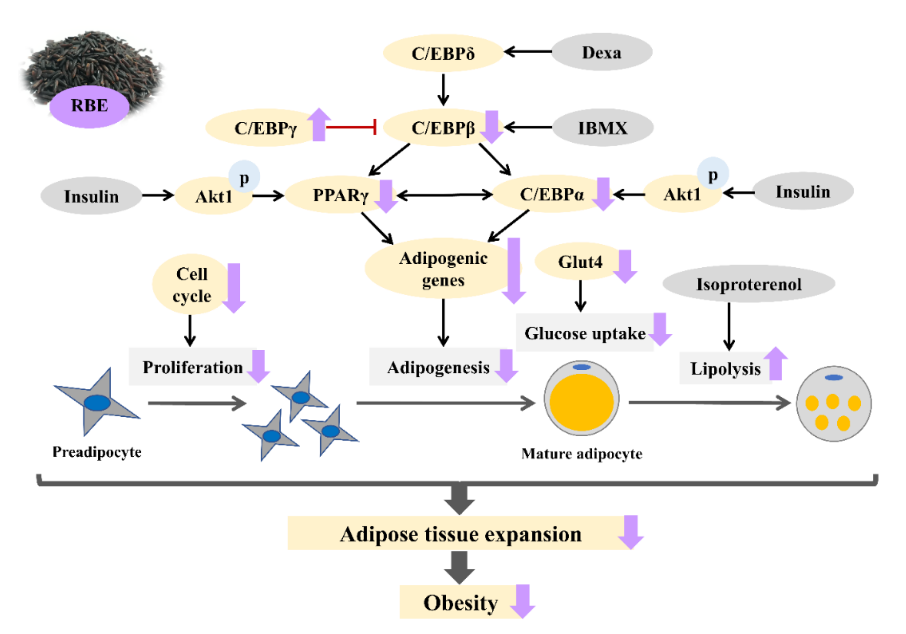 Nutrients 12 02480 g009 Nutrients 12 02480 g009