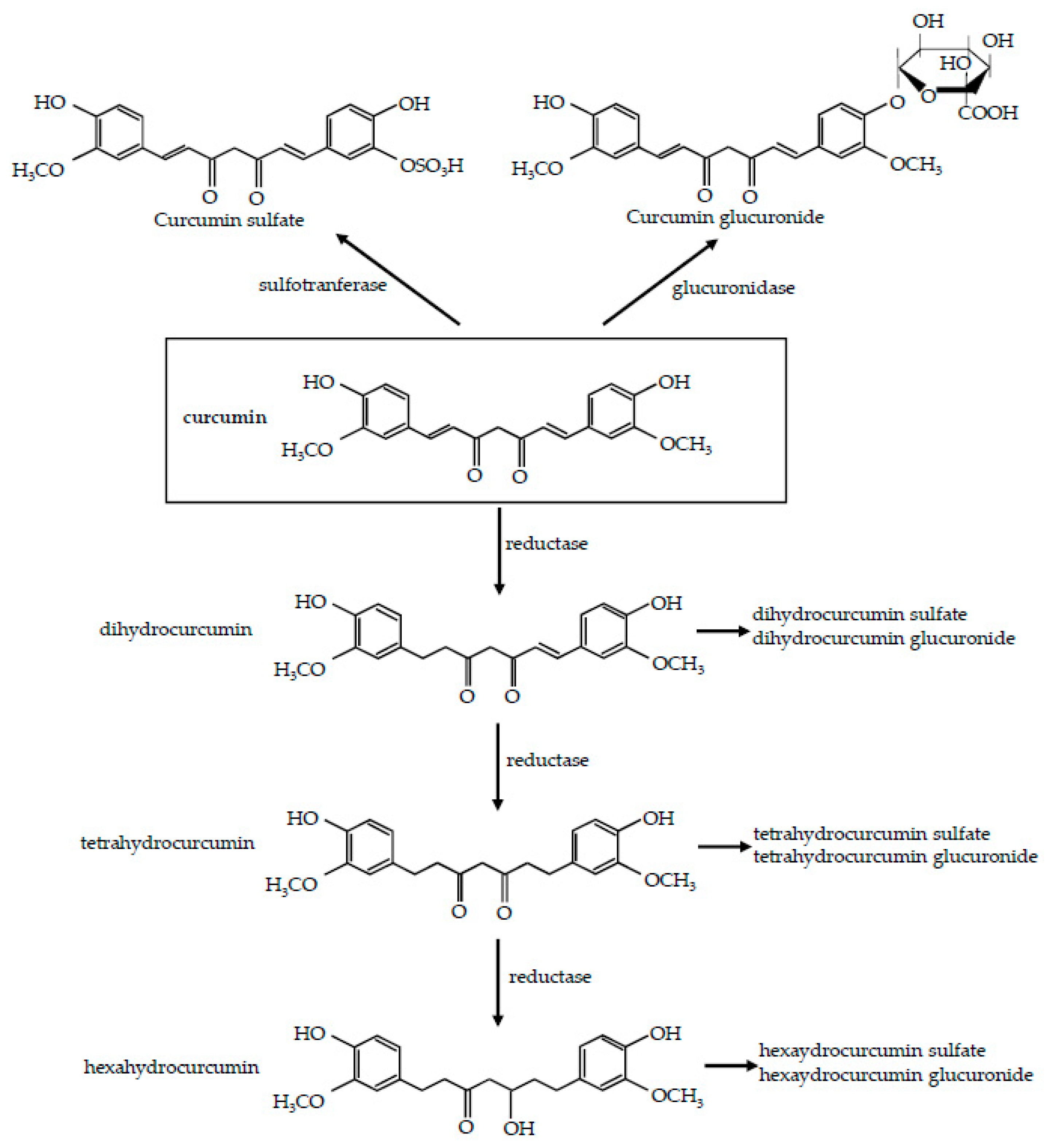 Nutrients 12 02499 g001
