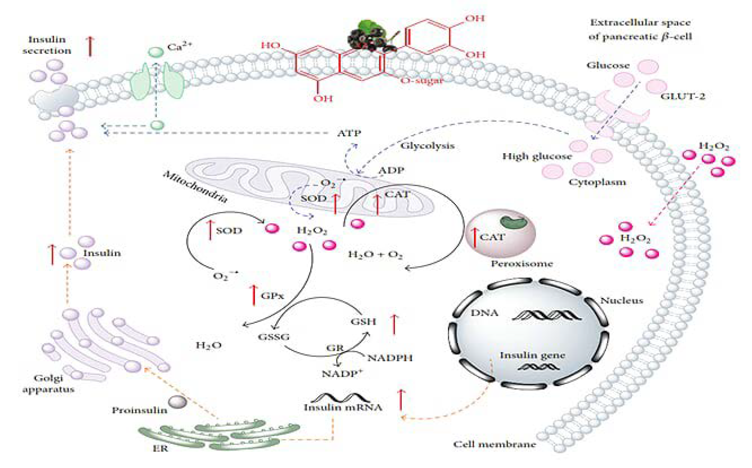 Nutrients 12 02538 g002 Nutrients 12 02538 g002