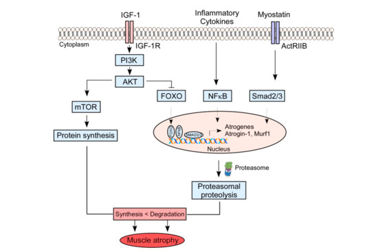 Docosahexaenoic Acid, a Potential Treatment for Sarcopenia