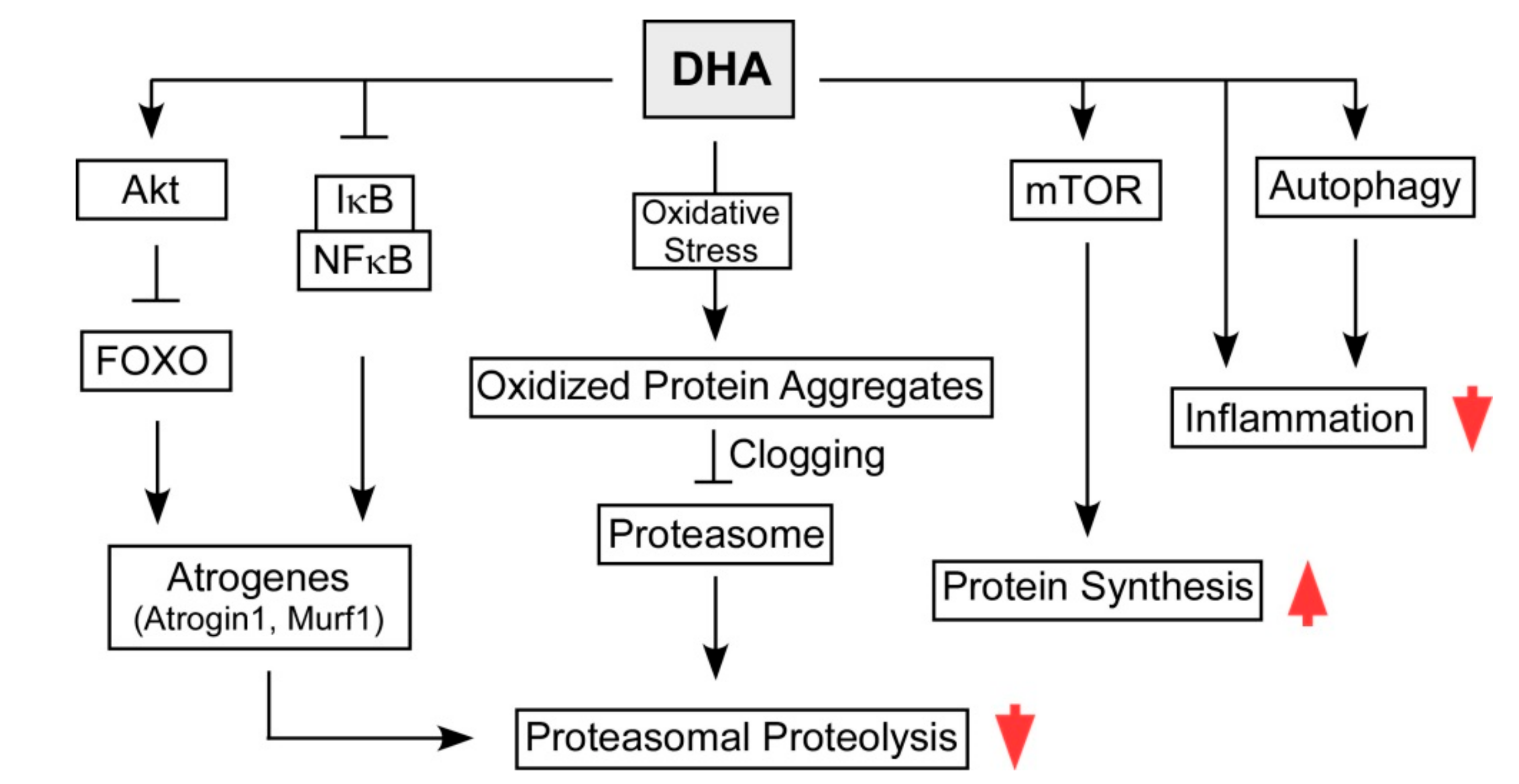 Nutrients 12 02597 g005 Nutrients 12 02597 g005