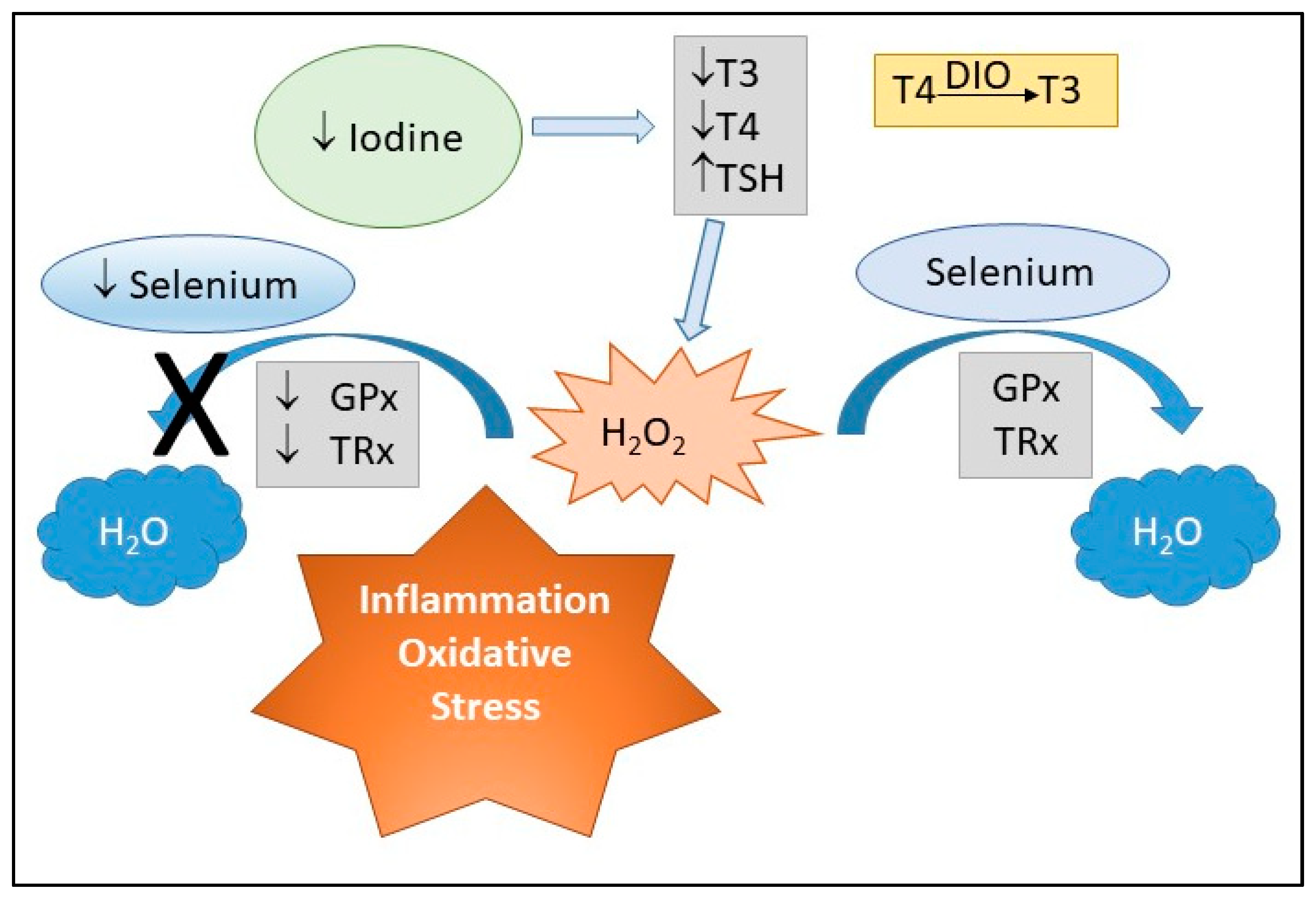 Iodine plus on sale 2 reviews