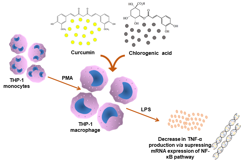 Nutrients Free Full Text Chlorogenic Acid Potentiates The Anti Inflammatory Activity Of Curcumin In Lps Stimulated Thp 1 Cells