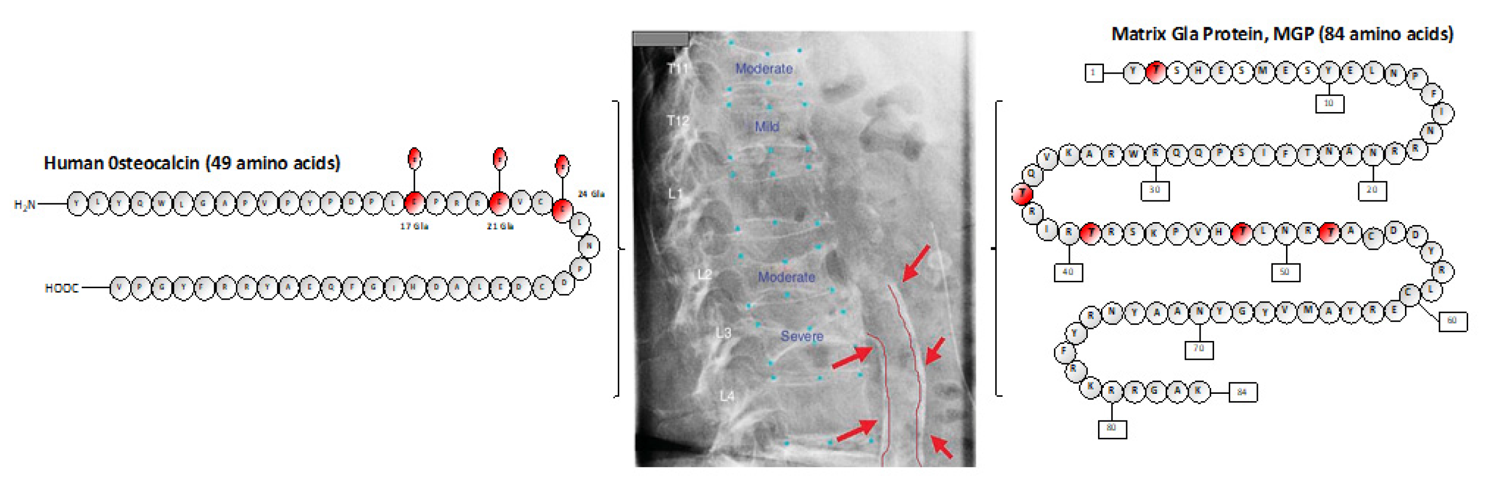 Nutrients 12 02717 g001 Nutrients 12 02717 g001