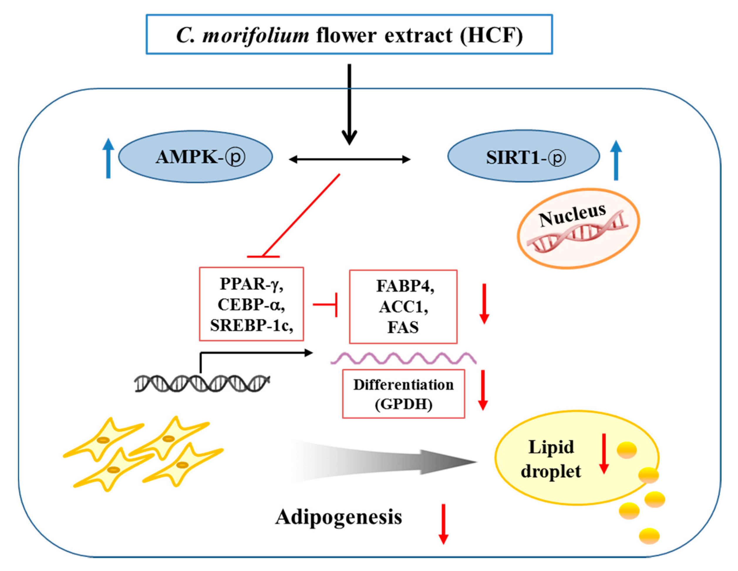 Nutrients 12 02726 g007 Nutrients 12 02726 g007