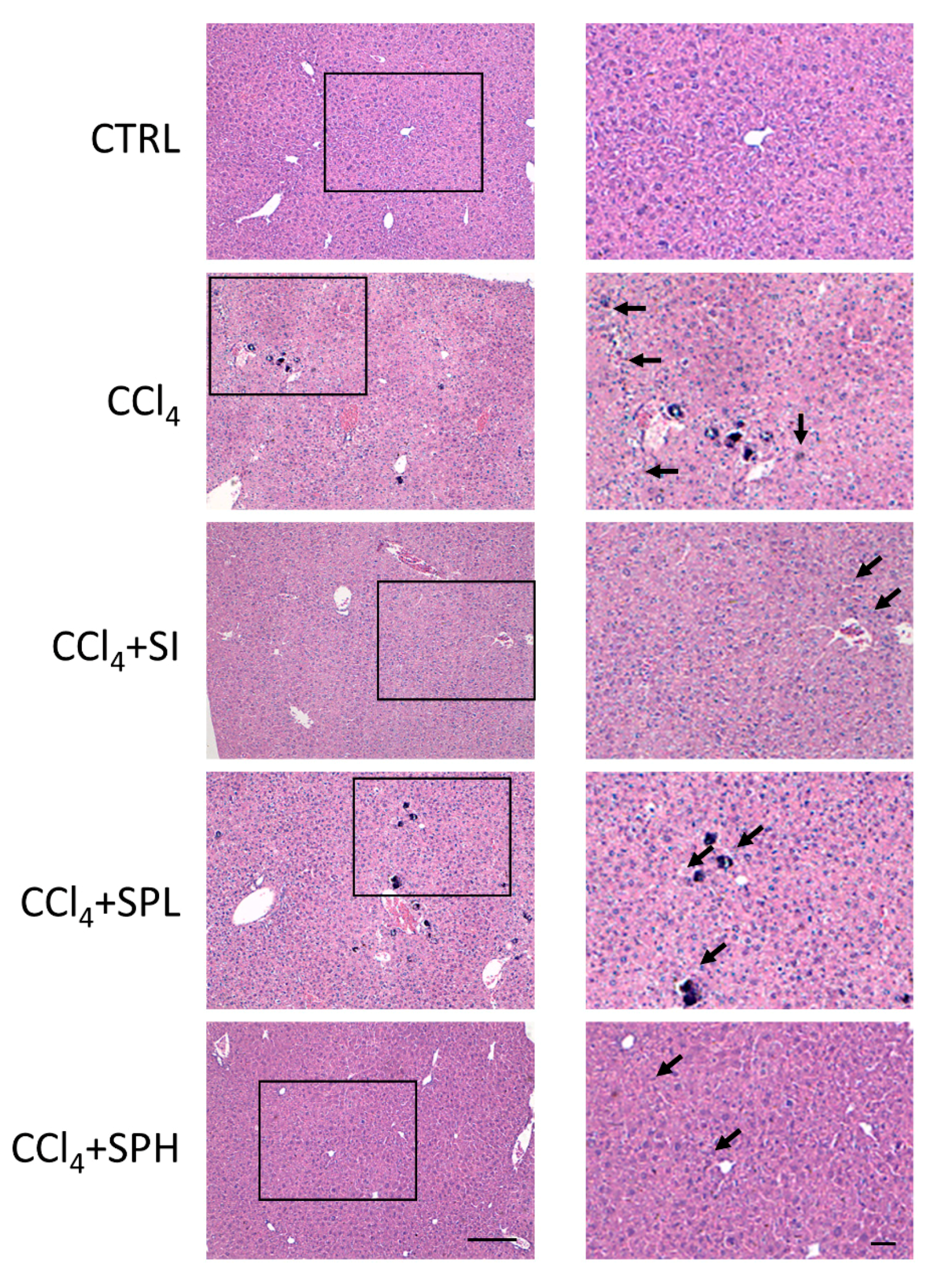 Nutrients 12 02778 g003 Nutrients 12 02778 g003