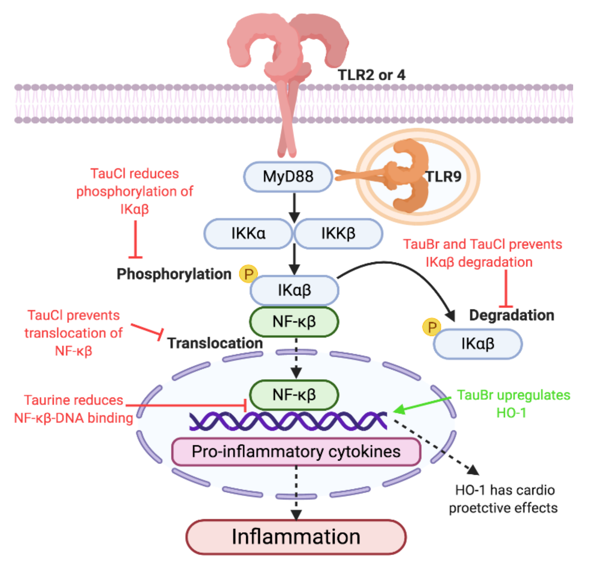 Nutrients Free Full Text The Anti Inflammatory Effect Of Taurine On Cardiovascular Disease Html