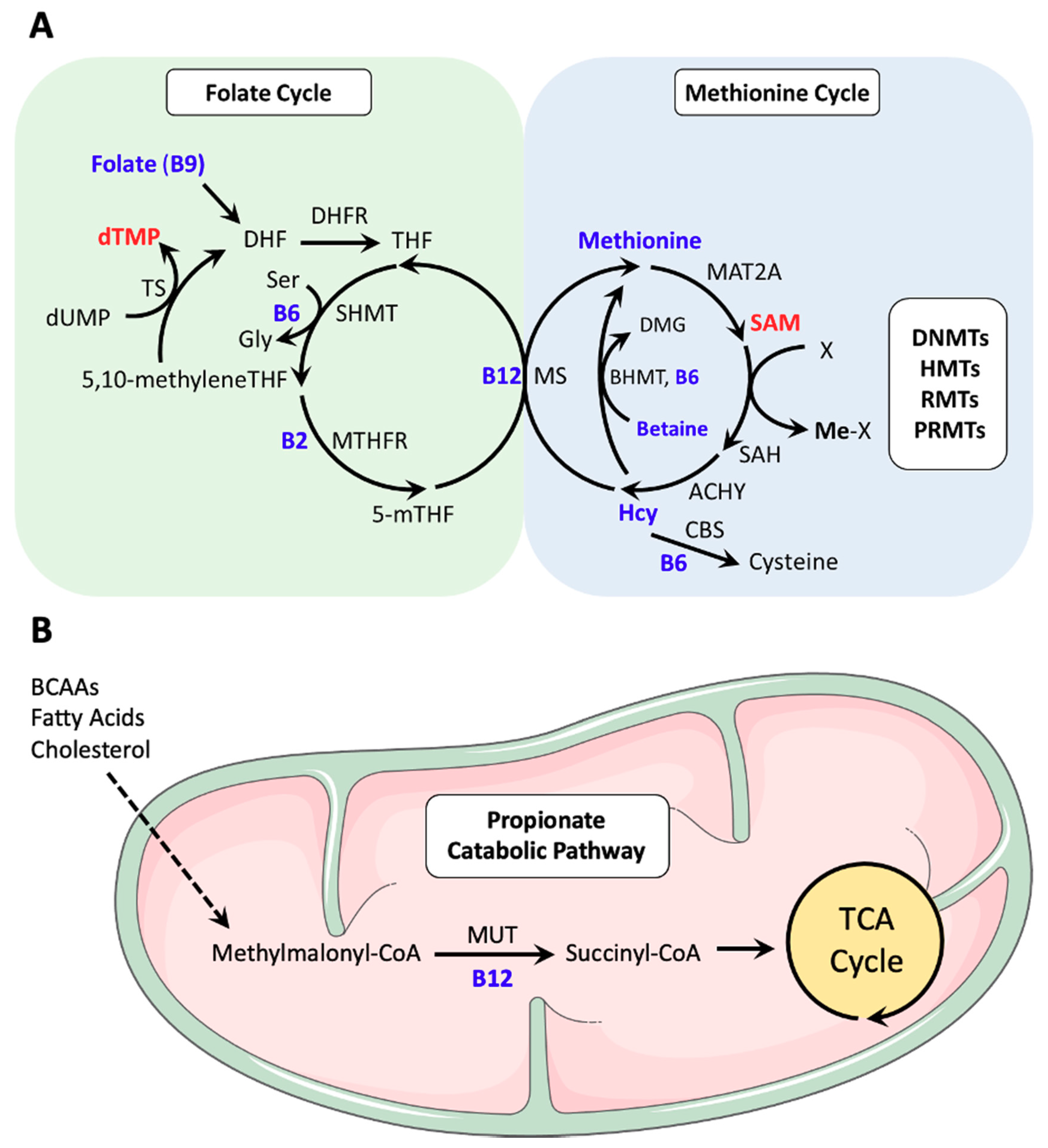 distillatie Het beste Grillig Nutrients | Free Full-Text | B Vitamins and One-Carbon Metabolism:  Implications in Human Health and Disease | HTML