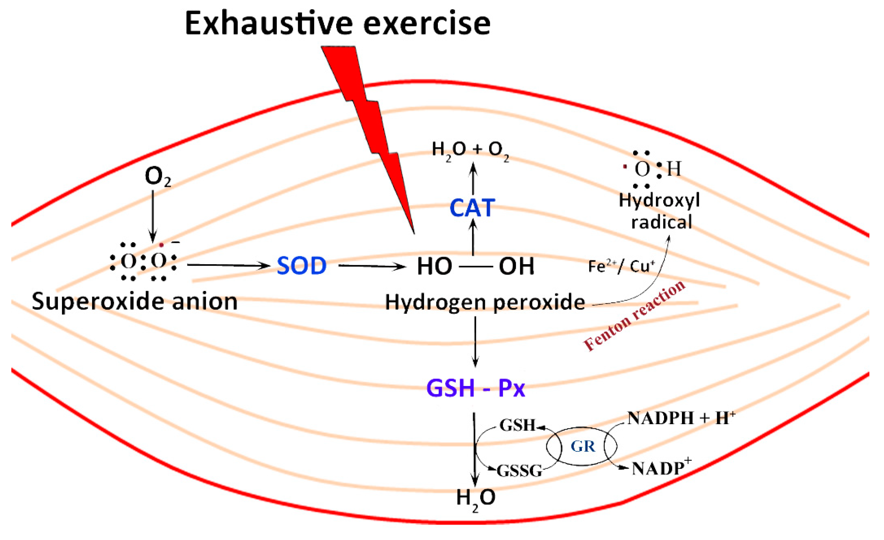 Nutrients 12 02869 g003 Nutrients 12 02869 g003