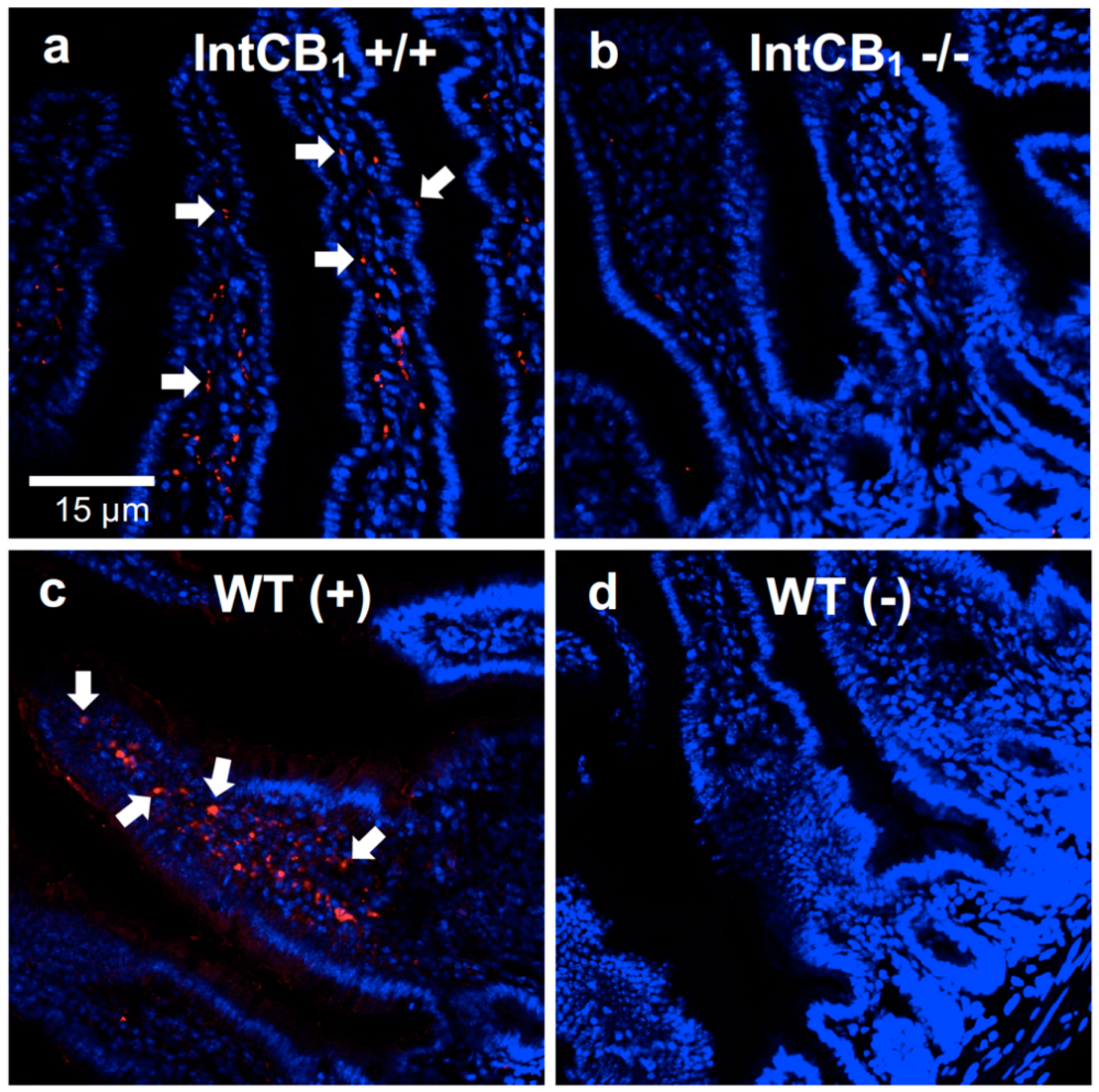 Nutrients 12 02874 g002 Nutrients 12 02874 g002