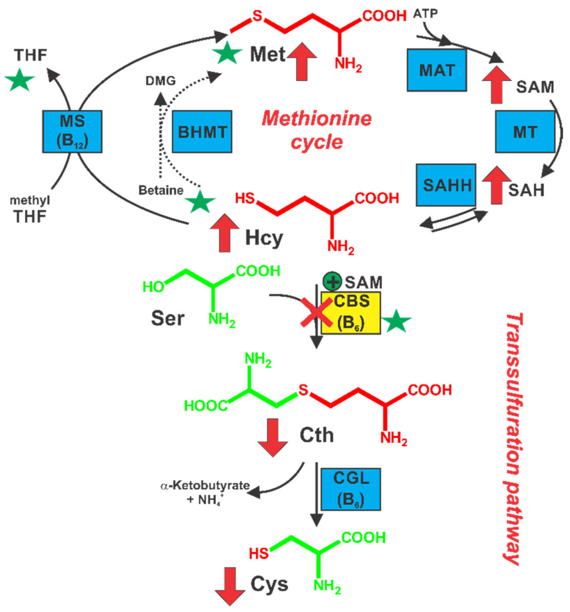 recent studies of dmg efficacy recent studies of dmg efficacy