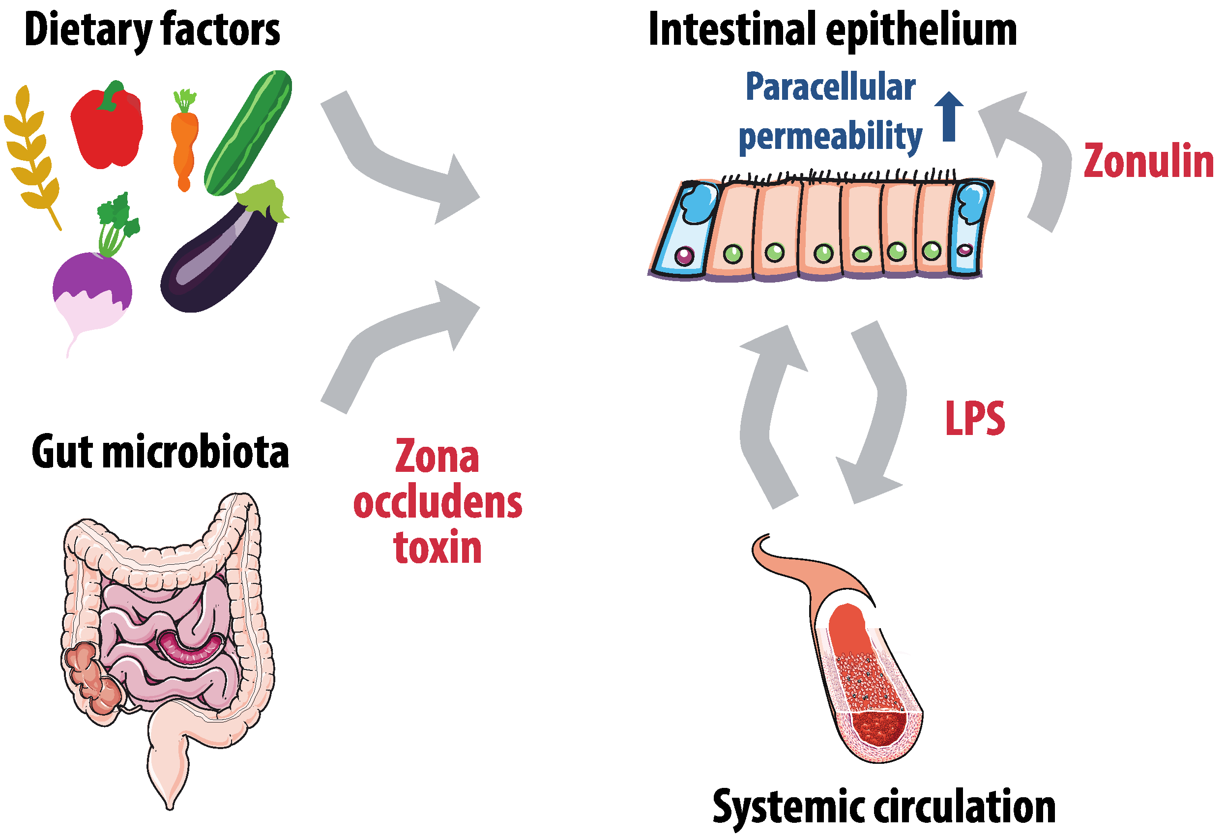 Especialista en microbiota intestinal barcelona